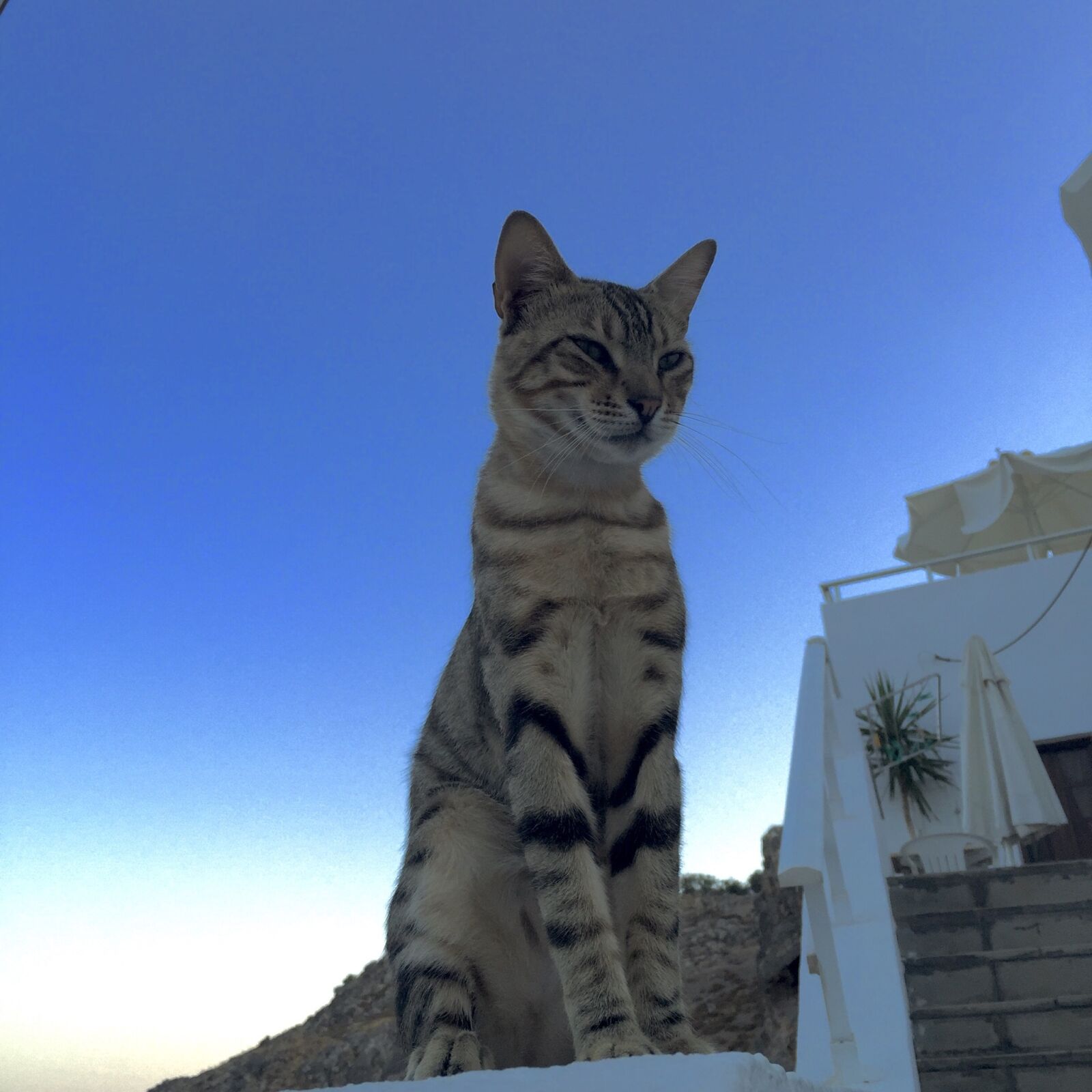 iPhone 6 Plus back camera 4.15mm f/2.2 sample photo. Cat, greece, mediterranean sea photography