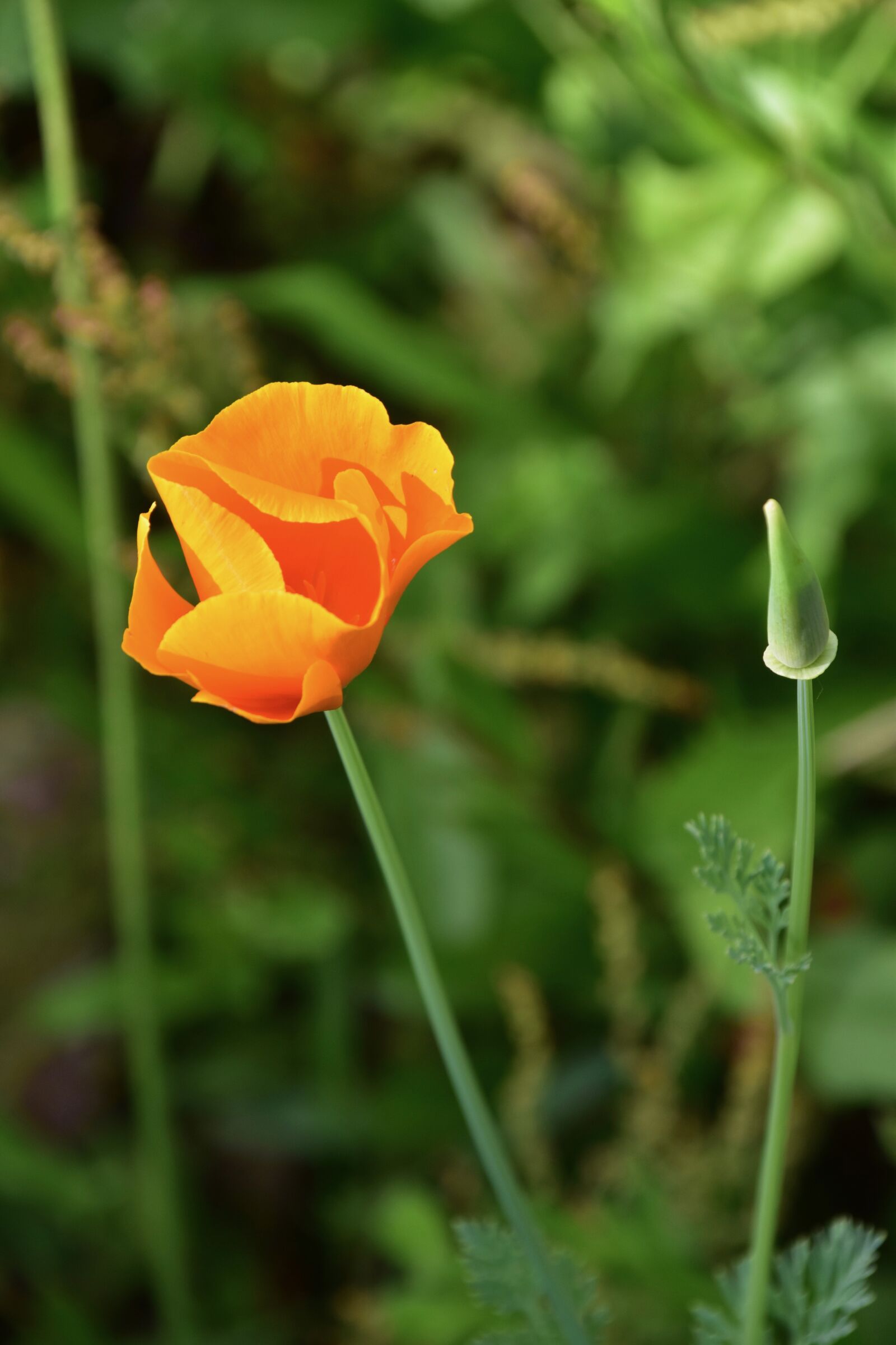Nikon D5600 sample photo. Orange blossom, green stem photography