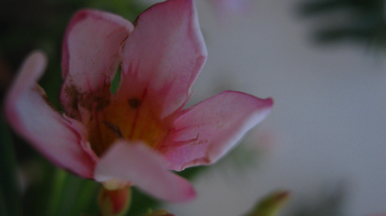 Canon PowerShot A480 sample photo