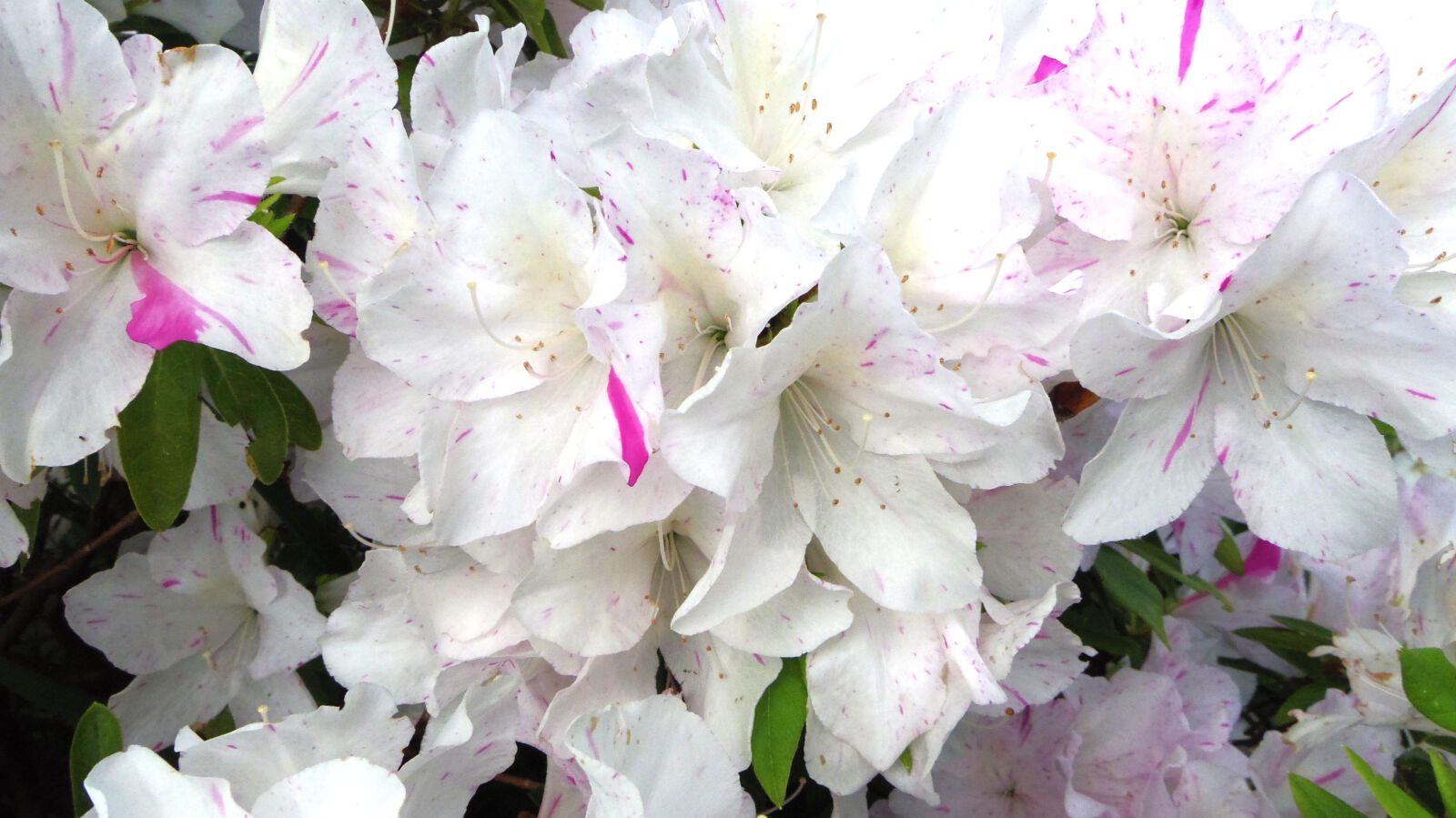 Pentax Q10 sample photo. Flower photography