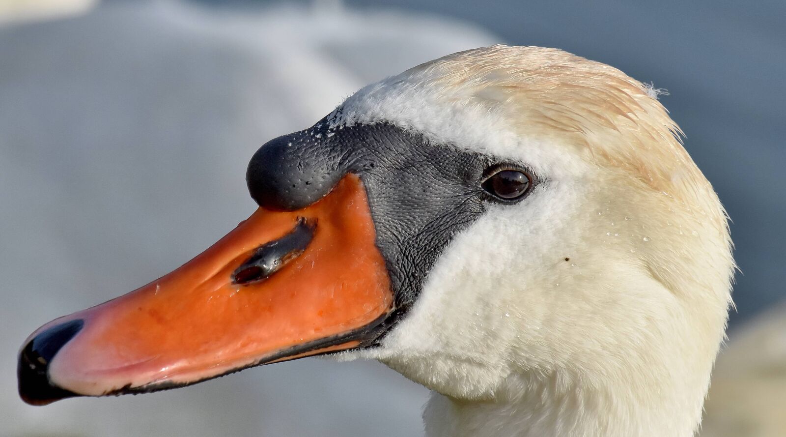 Nikon D5500 sample photo. Beak, feather, portrait, skin photography