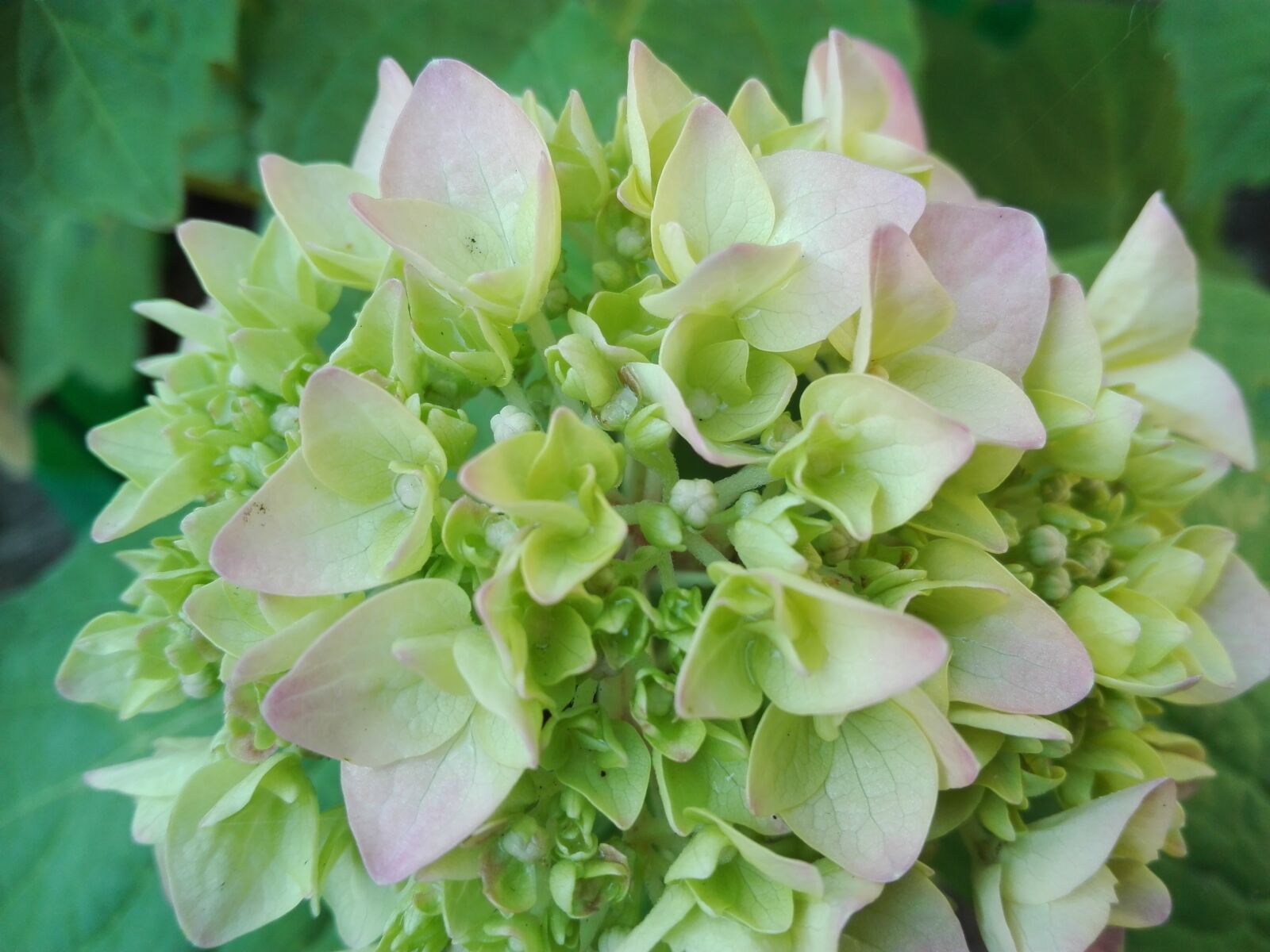 HUAWEI P8 Lite sample photo. Hydrangea, flower, garden photography