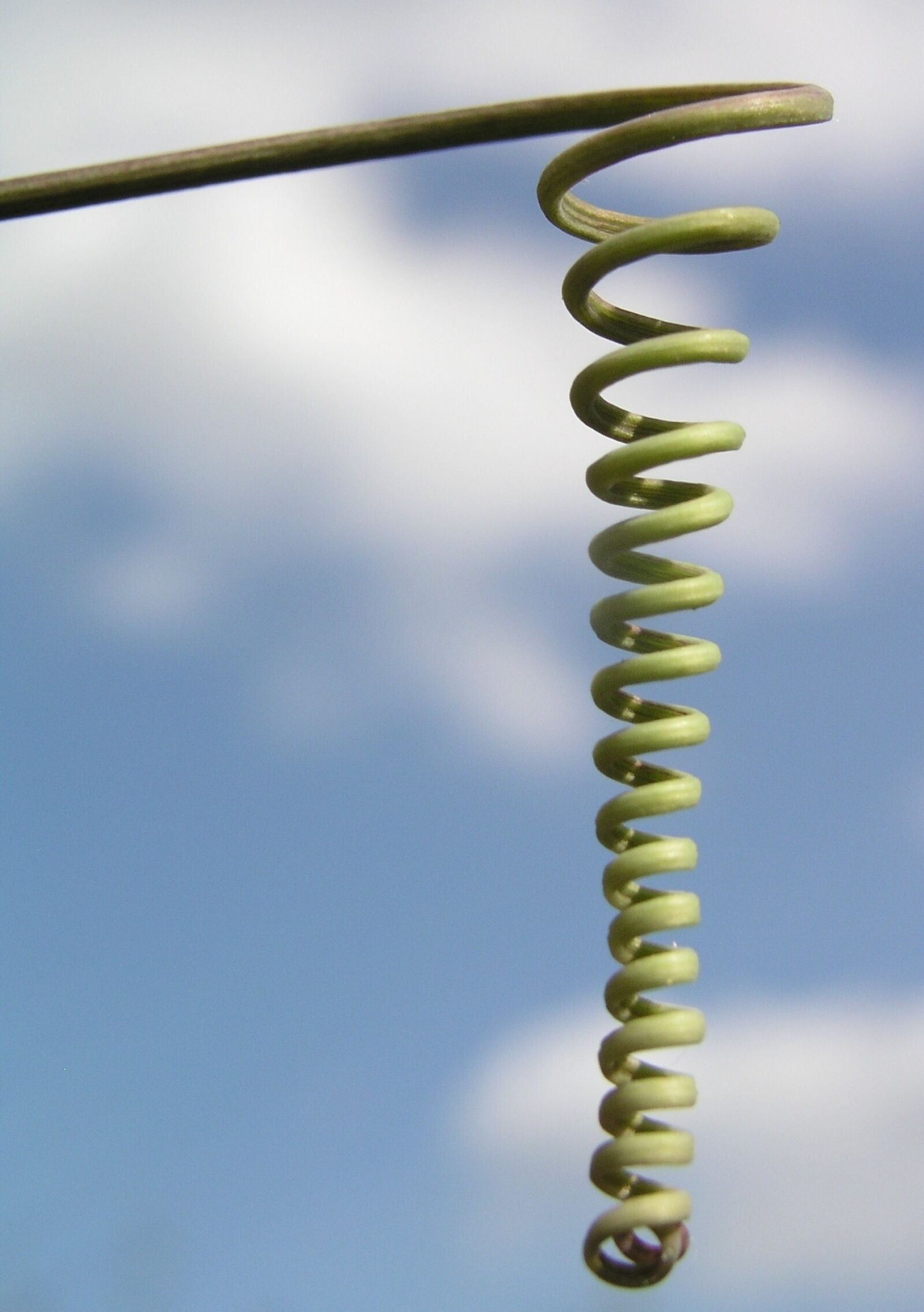 Olympus C5050Z sample photo. Nature, frond, stalk photography