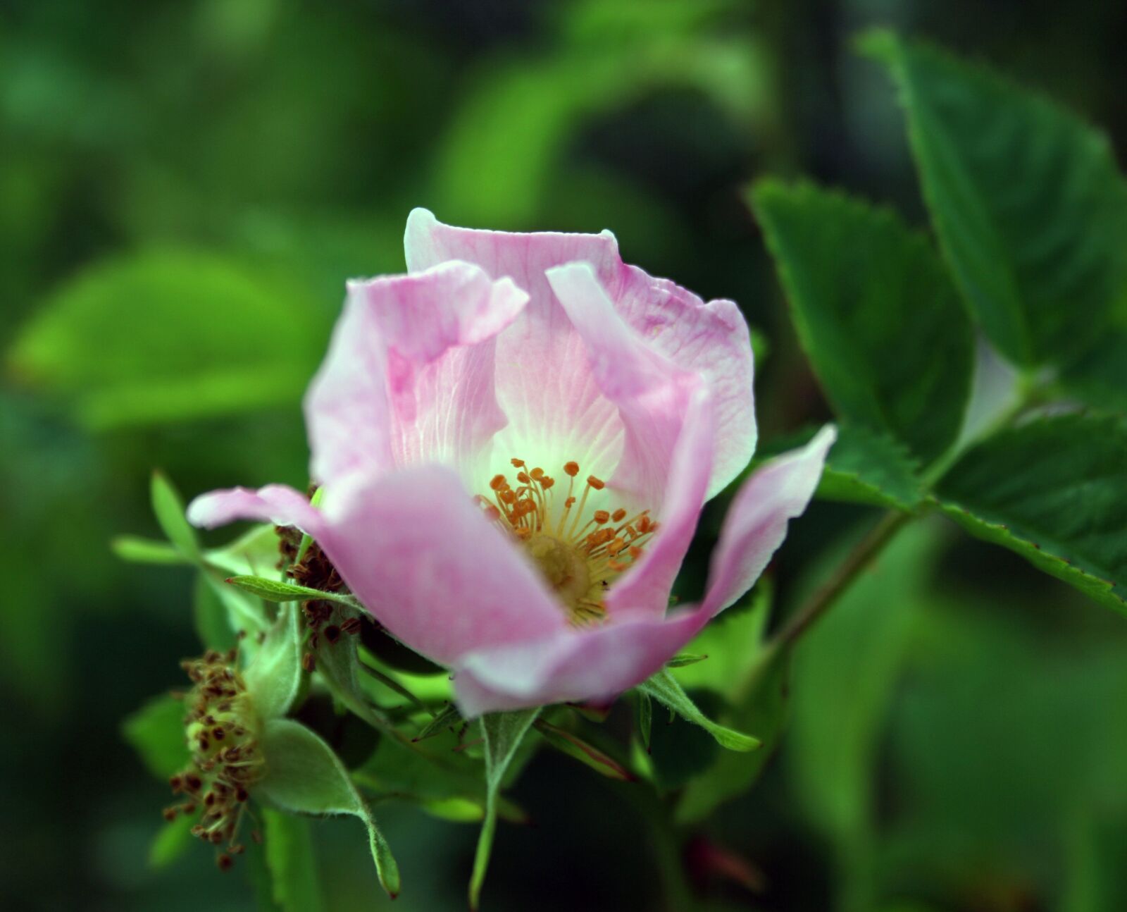Canon EOS 400D (EOS Digital Rebel XTi / EOS Kiss Digital X) sample photo. Wild rose, flower, nature photography