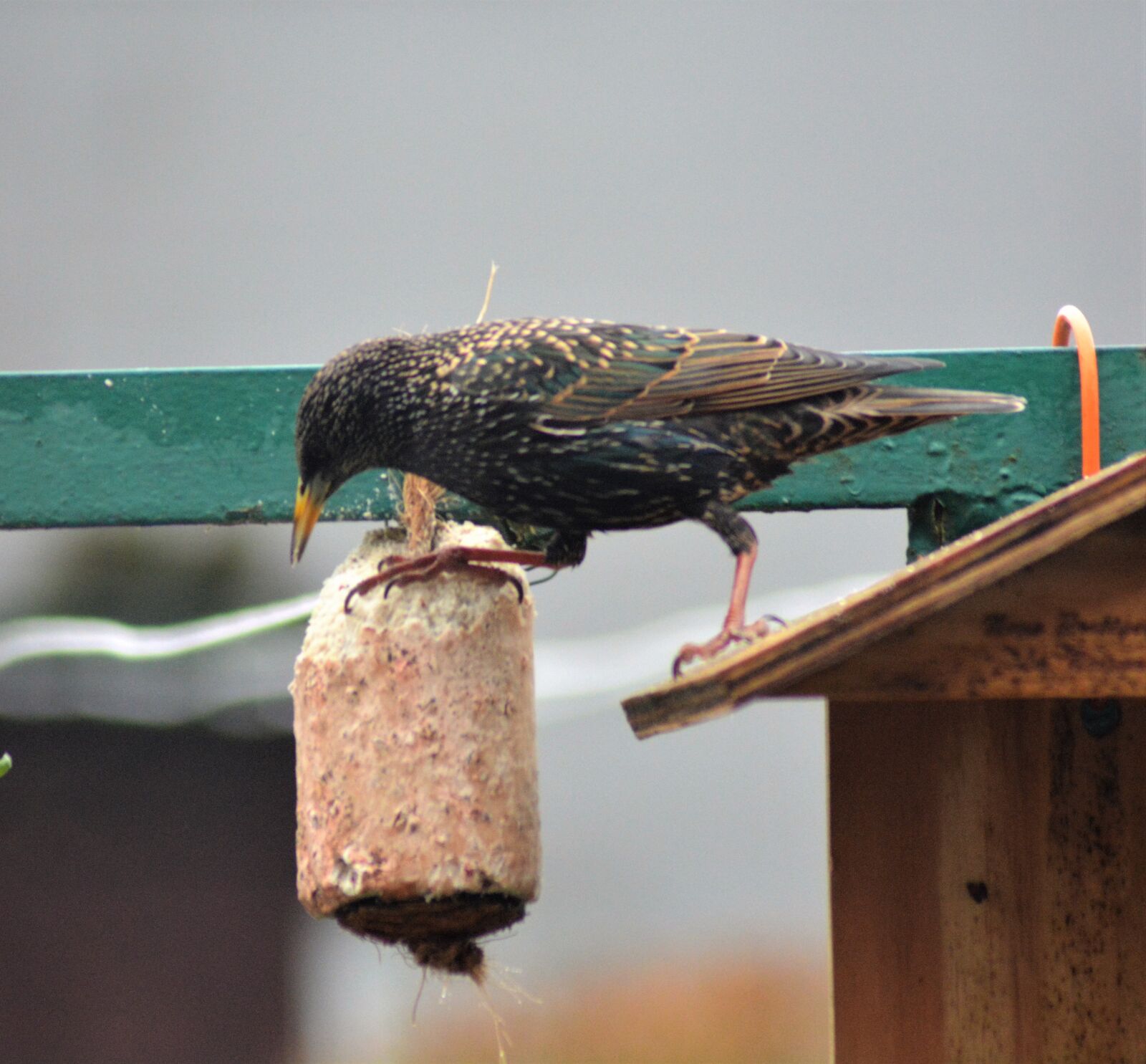 Nikon D5200 sample photo. Bird, starling, european photography