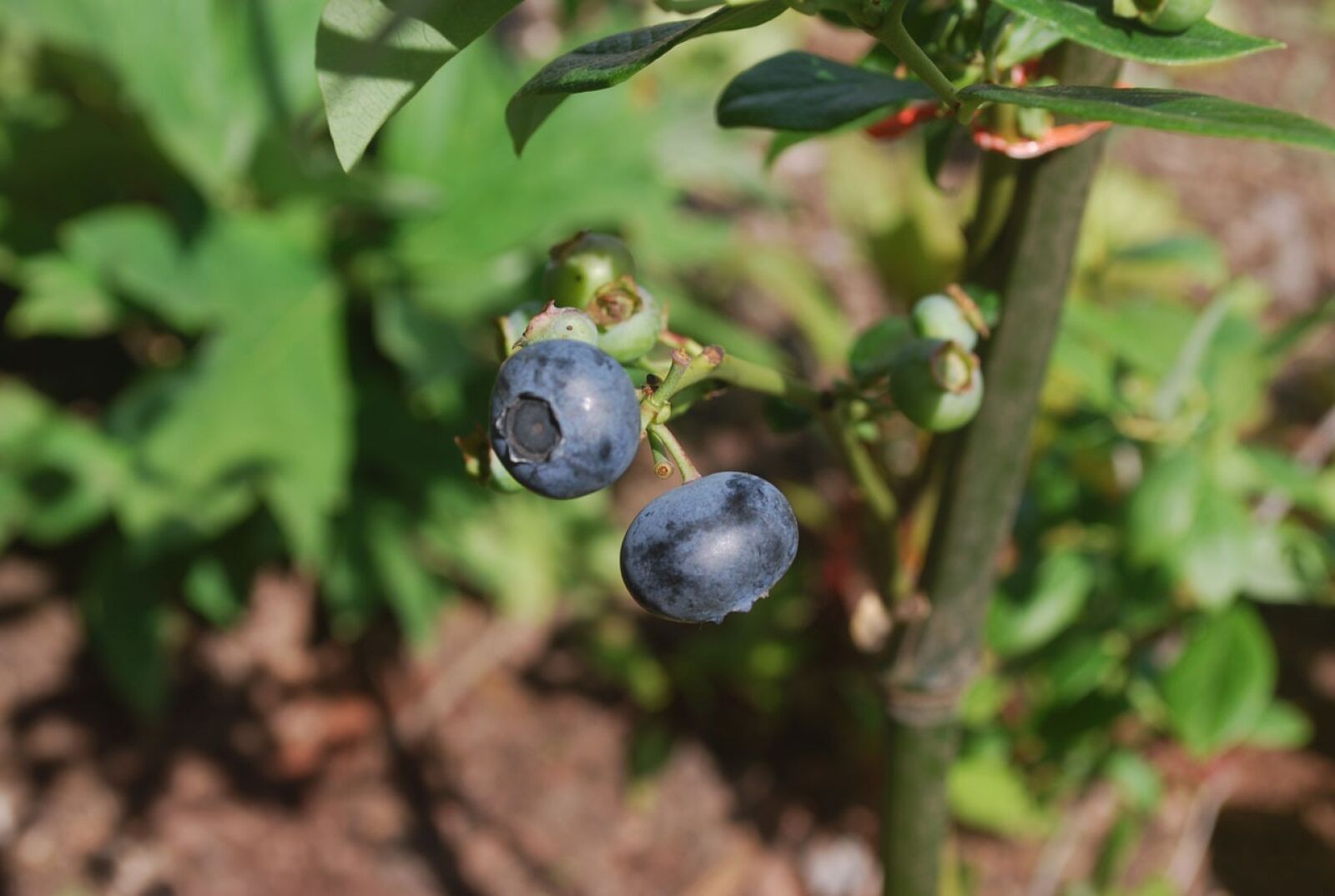 Nikon D60 sample photo. Blueberry, fruit, bush photography