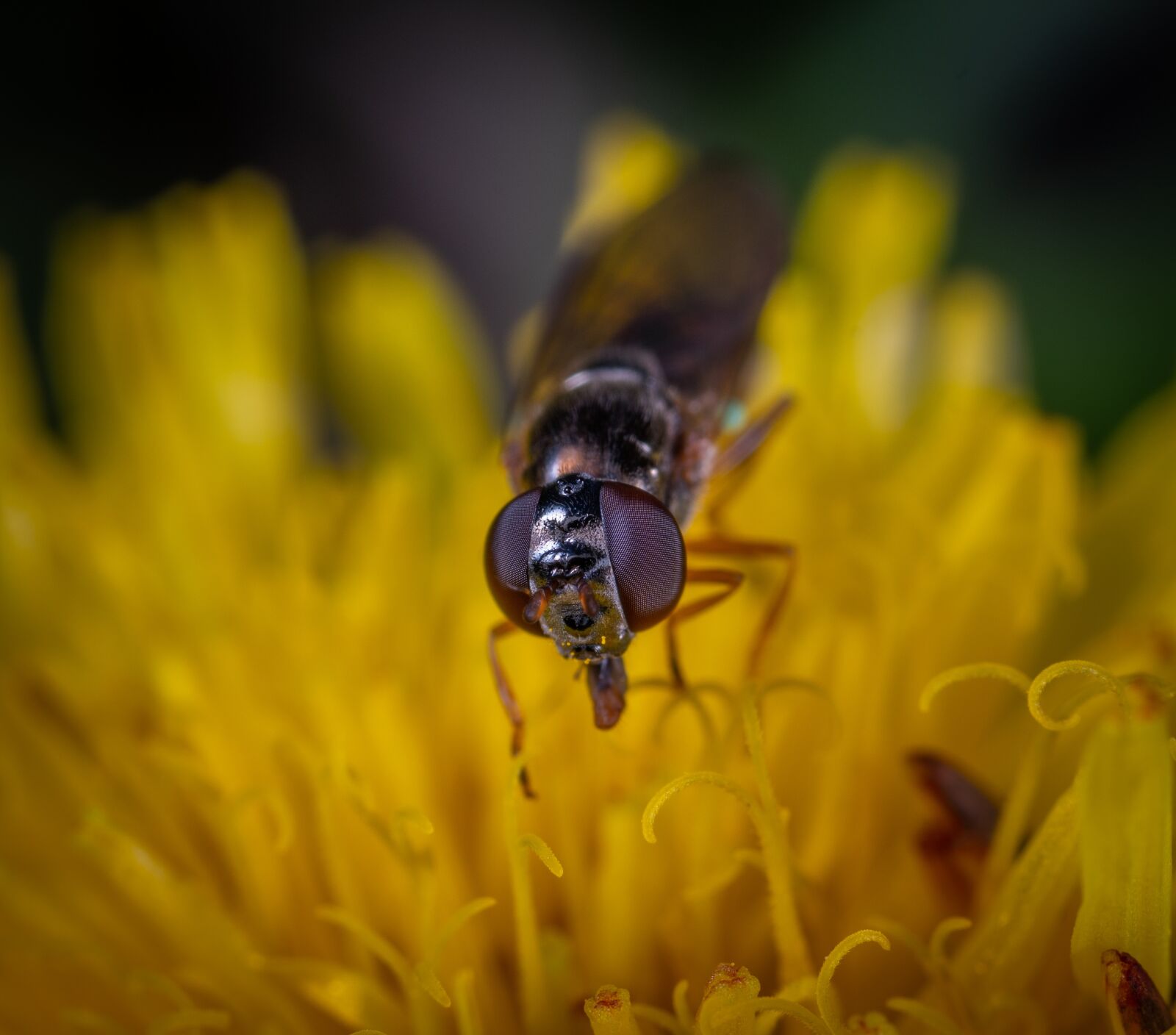 #124 65/2.8 sample photo. Fly, flower, macro photography