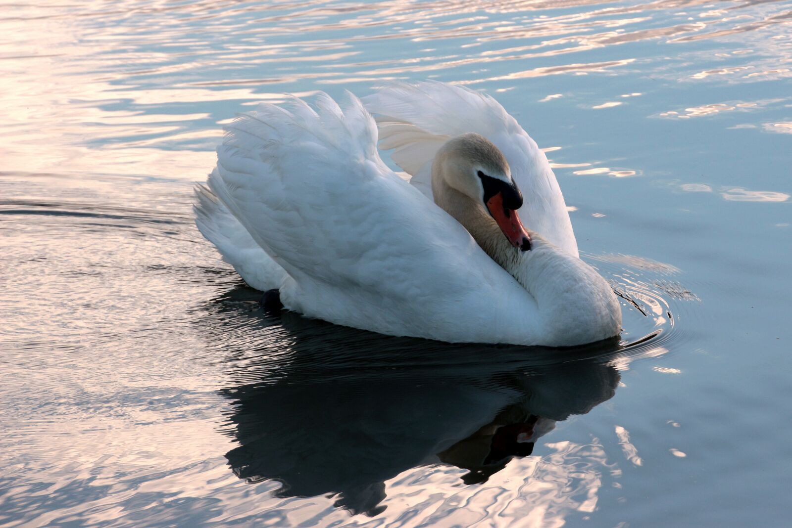 Canon EOS 650D (EOS Rebel T4i / EOS Kiss X6i) sample photo. Swan, mute swan, cygnus photography