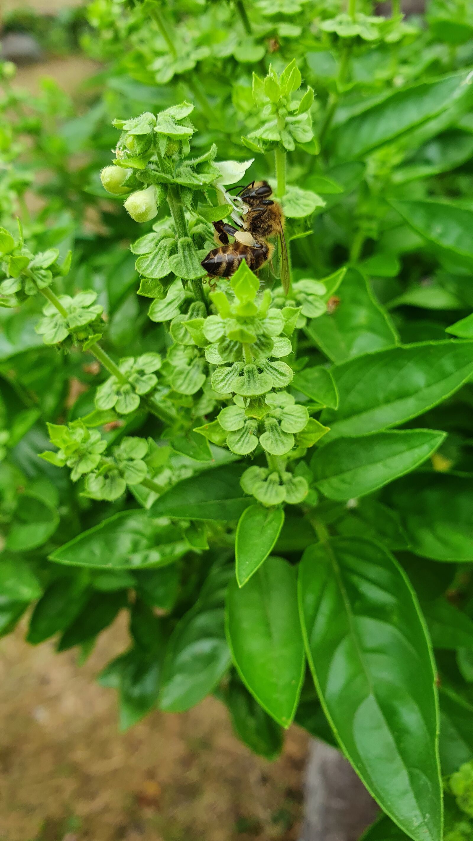 Samsung SM-G975F sample photo. Bee, bienen, basilikum photography