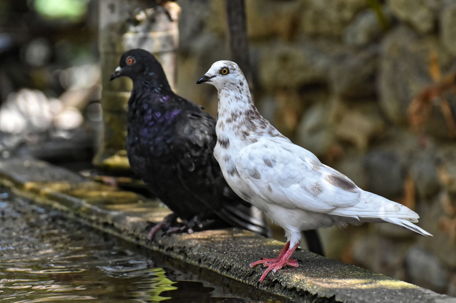 Nikon D7200 sample photo. Pigeons, various, watering hole photography