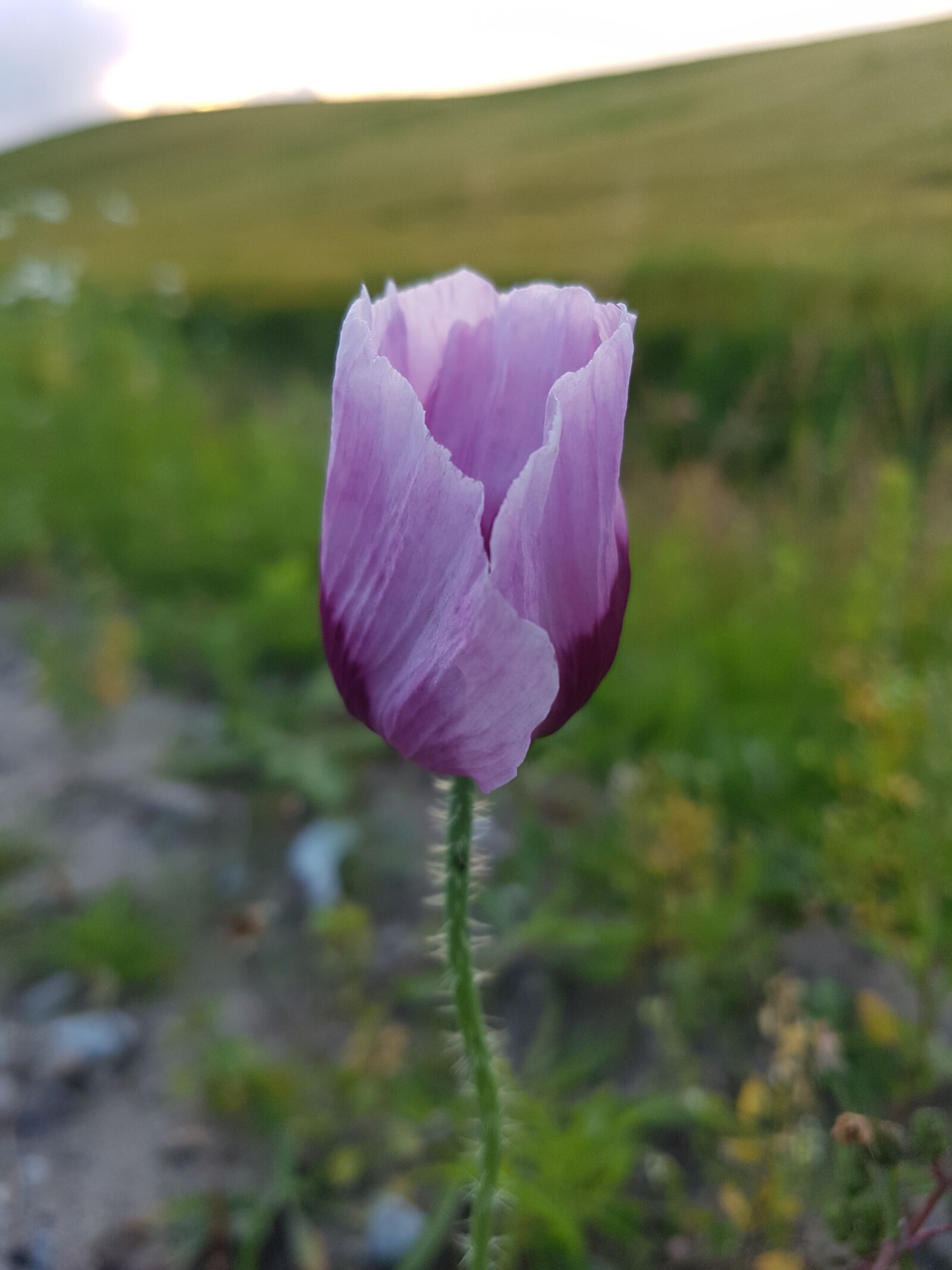 Samsung Galaxy S7 Edge sample photo. Flower, field flower, mark photography