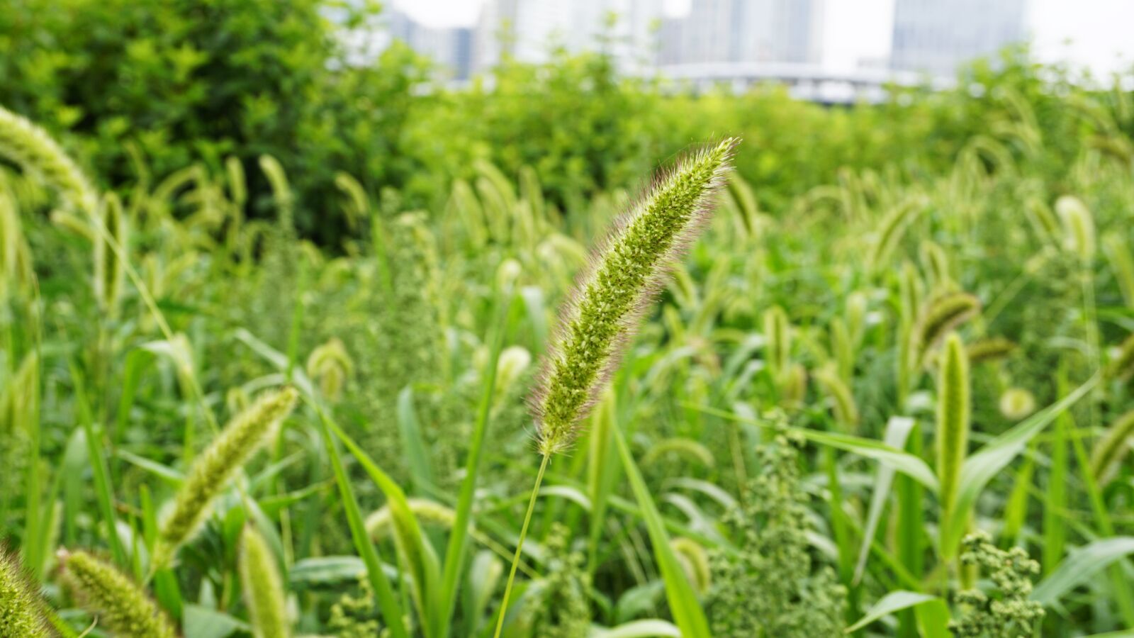 Sony E 16-50mm F3.5-5.6 PZ OSS sample photo. Plants, nature, summer photography
