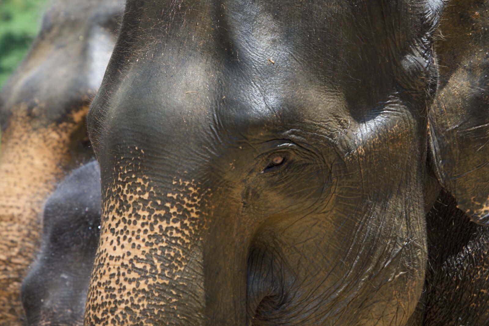 Nikon D500 sample photo. Elephant, asia, elephants photography