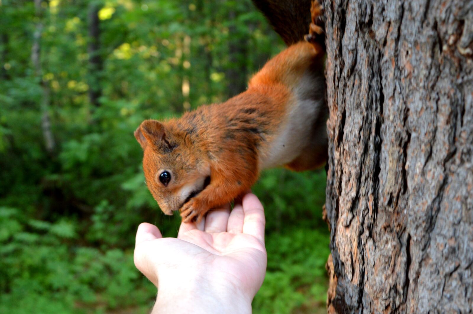 Nikon D3200 sample photo. Squirrel, forest, forest animals photography