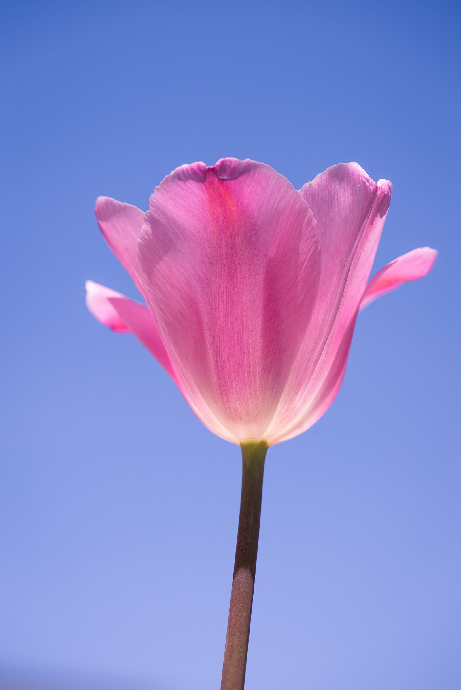 Nikon D750 sample photo. Tulip, pink, tulip pink photography
