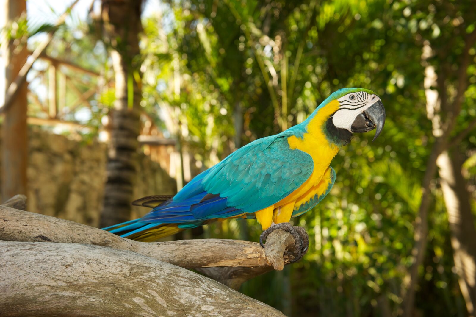 Nikon D700 sample photo. Parrot, bird, tyrkisový photography