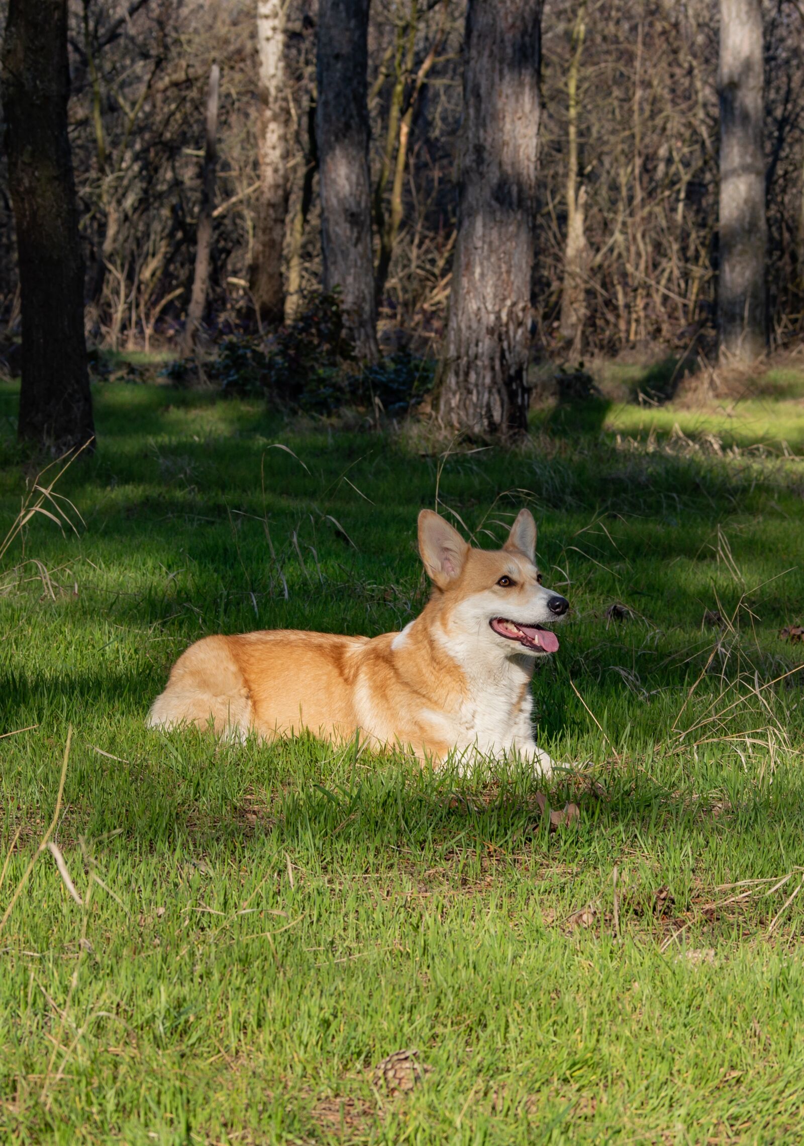 Nikon D3200 sample photo. Welsh corgi pembroke, corgi photography