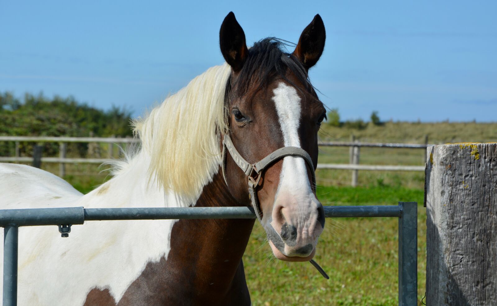 Nikon D5200 sample photo. Horse, riding stable, equine photography