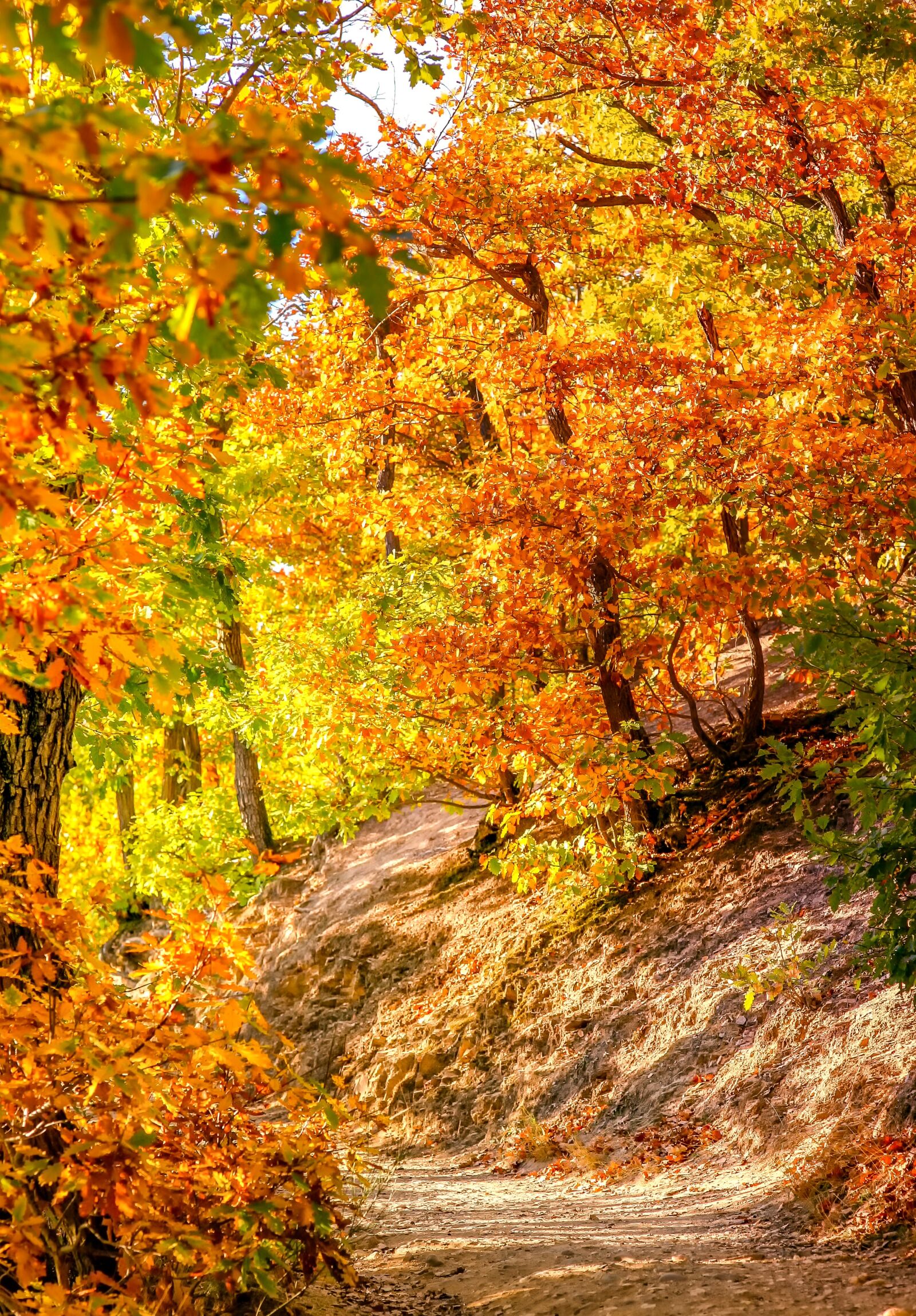 Canon EOS 5D sample photo. Leaves, autumn, fall foliage photography