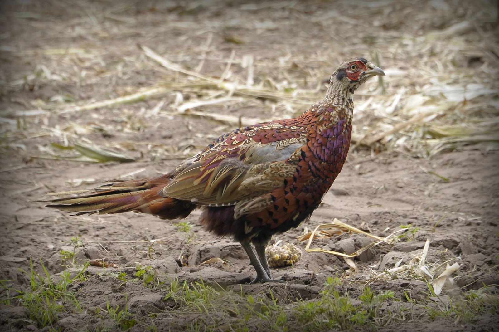 Nikon D700 sample photo. Pheasant, animal, bird photography