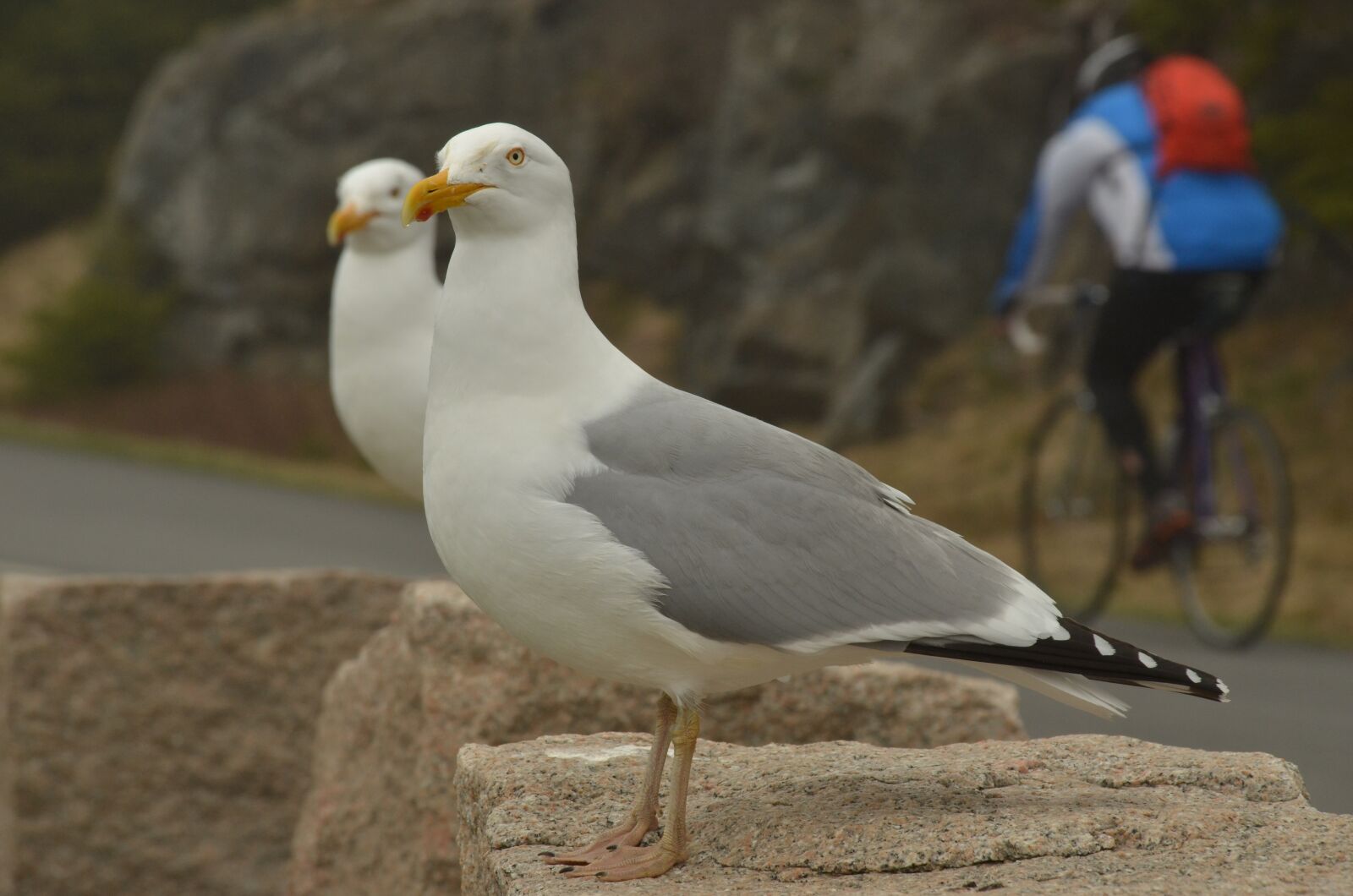 Nikon D7000 sample photo. Bird, seagull, bicycle photography