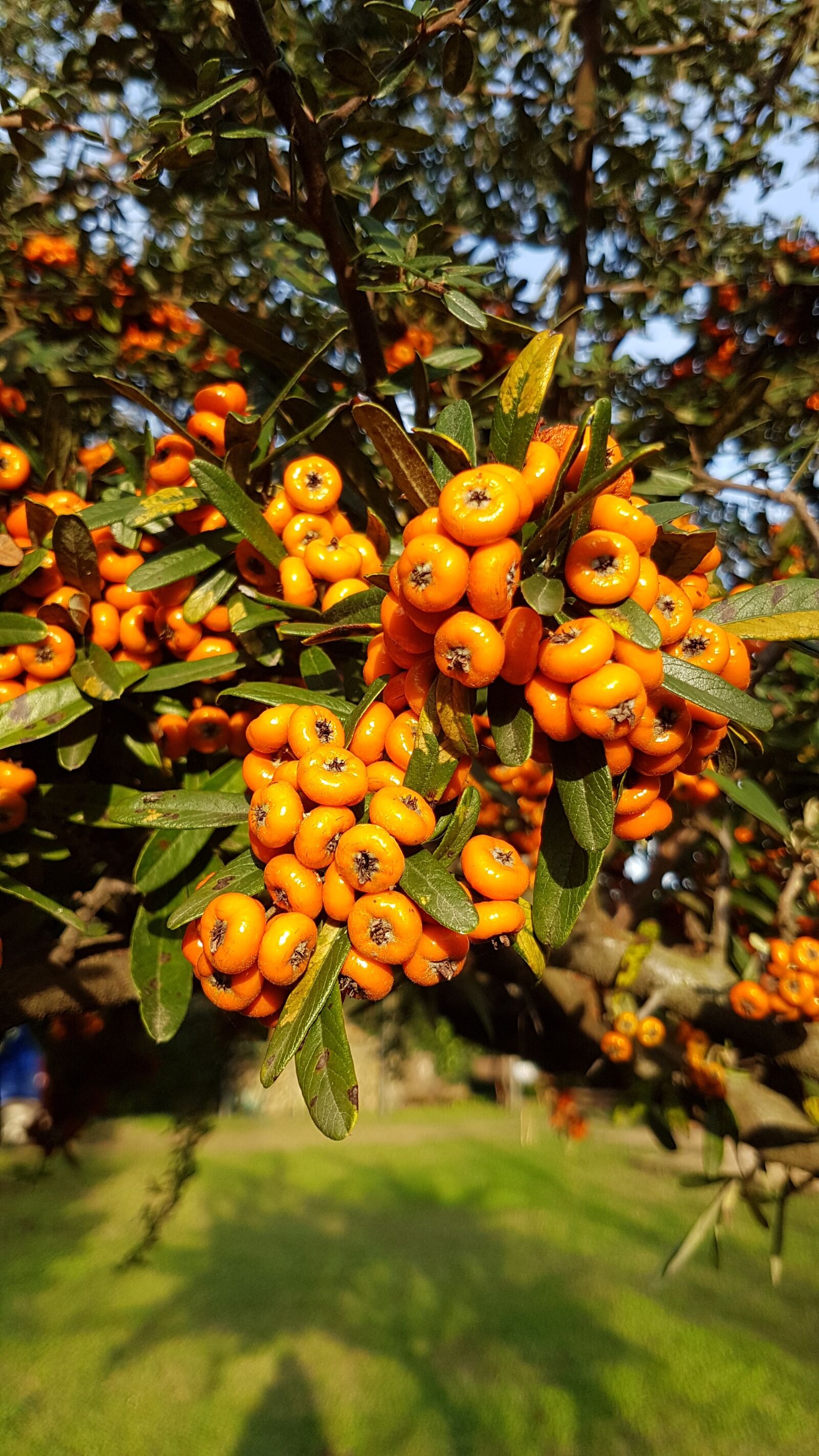 Samsung Galaxy S7 Edge sample photo. Autumn, tree, berry photography