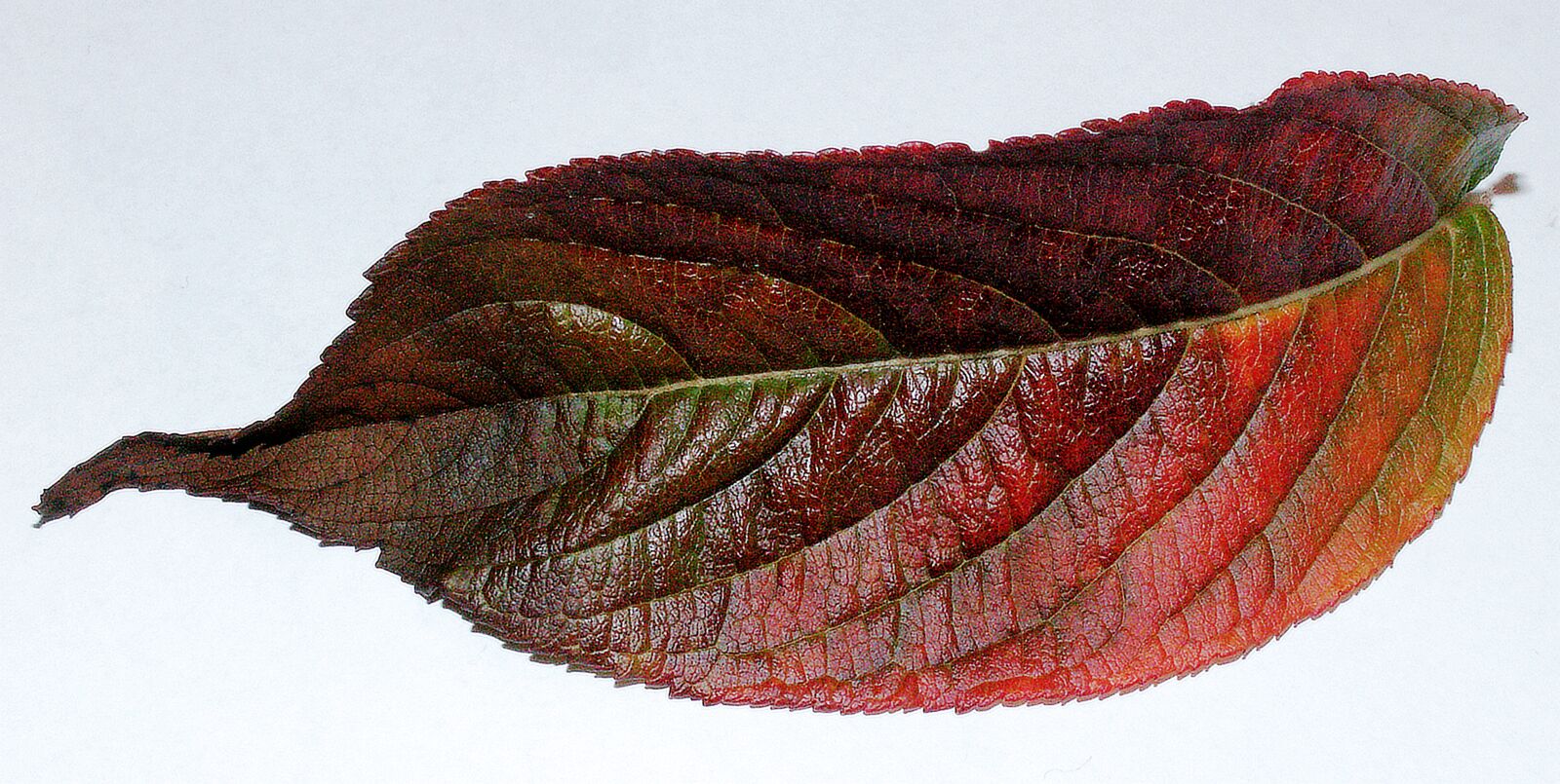 KONICA MINOLTA DiMAGE Z5 sample photo. Nature, color, leaf photography