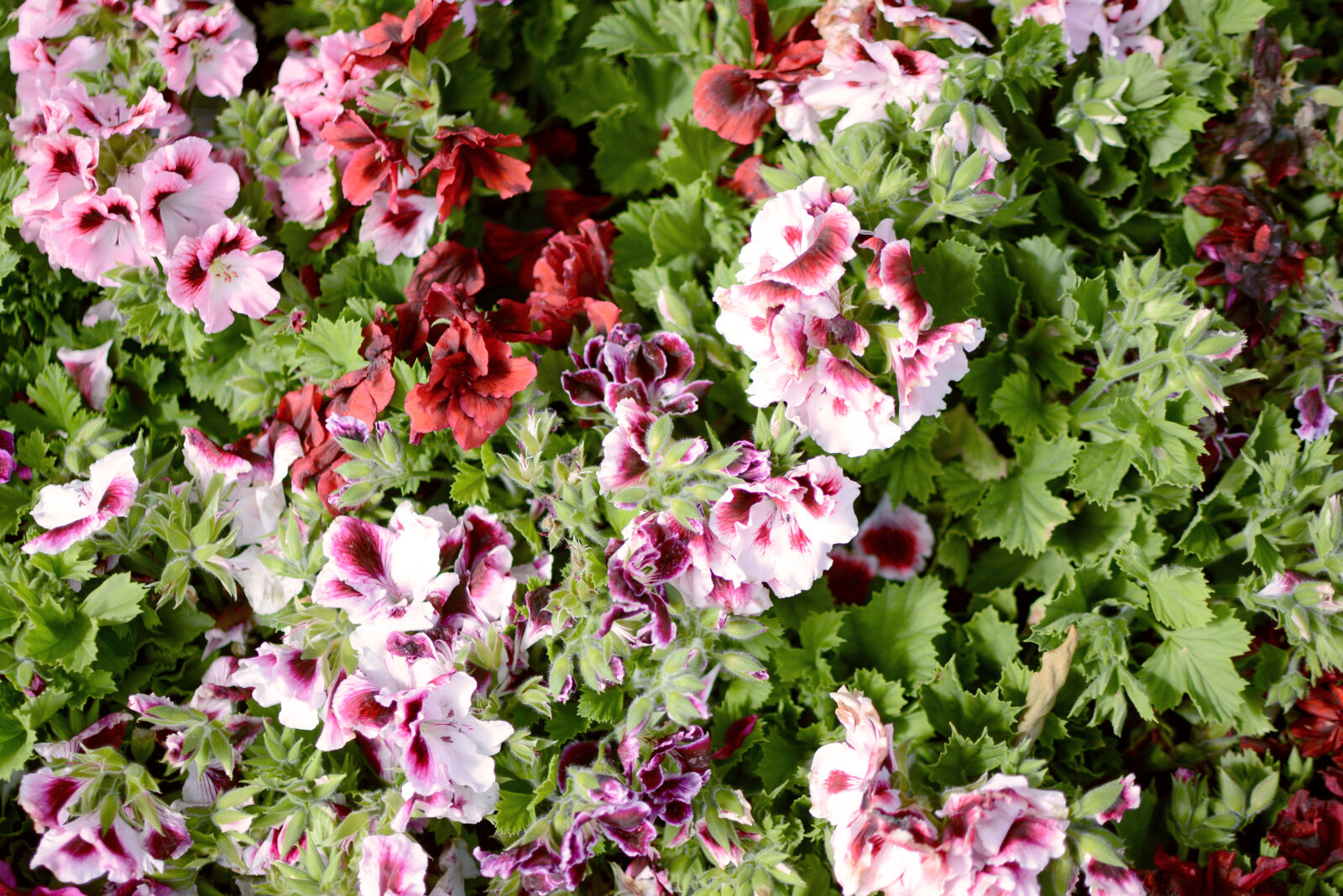 Nikon D7100 sample photo. Background, floral, flowers, garden photography