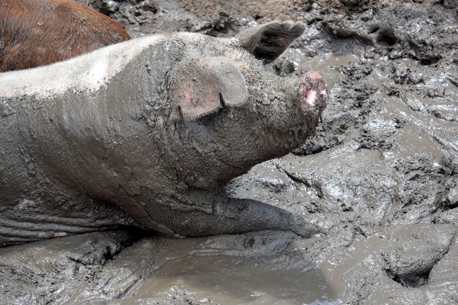 Nikon D3400 sample photo. Pig, slop, fat photography