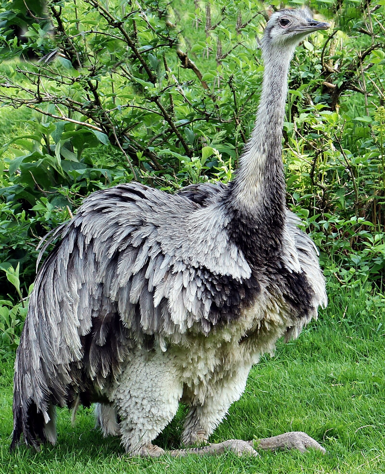 Canon EOS 550D (EOS Rebel T2i / EOS Kiss X4) sample photo. Rhea bird, bouquet, bird photography
