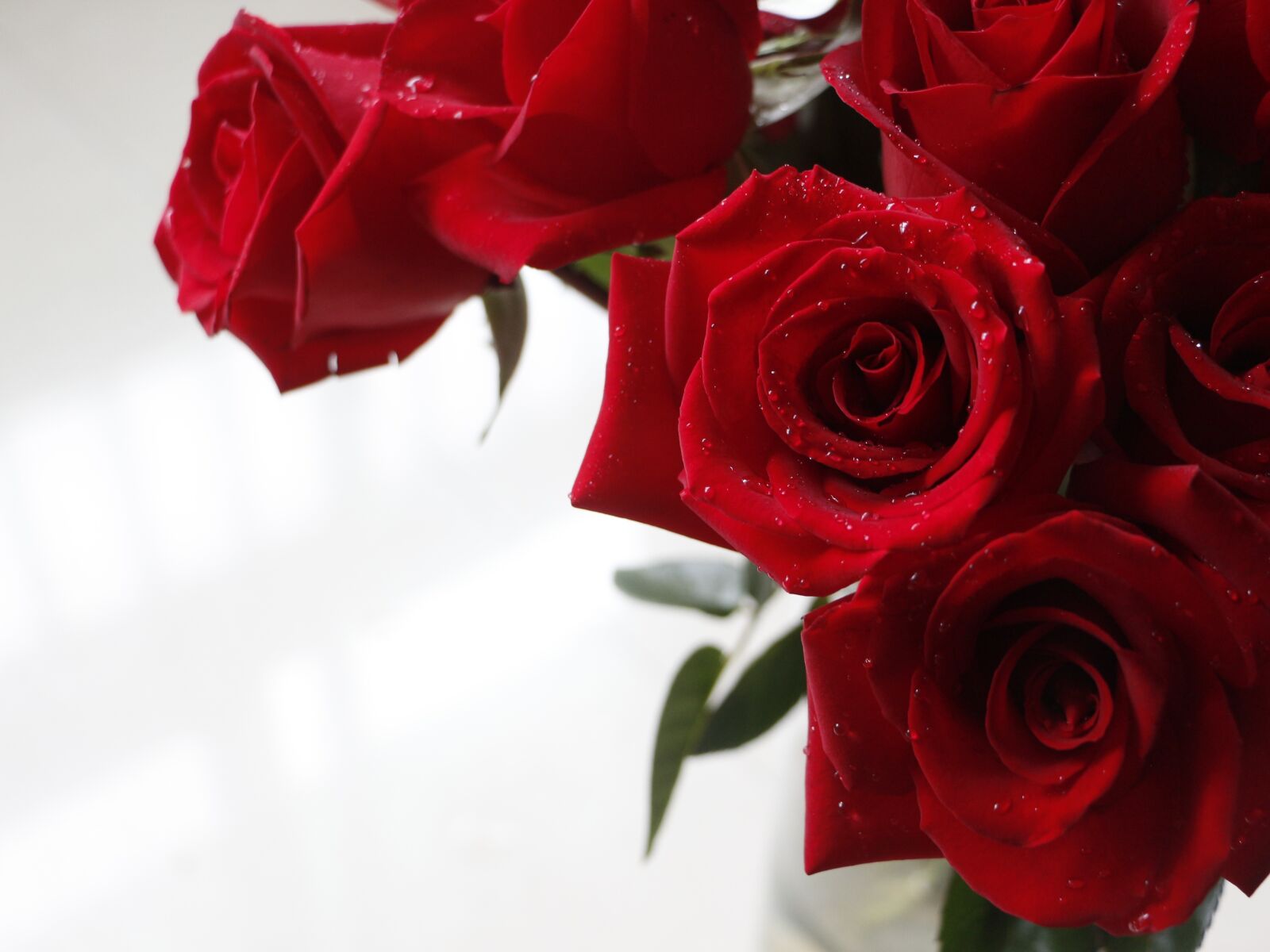 Canon EOS 700D (EOS Rebel T5i / EOS Kiss X7i) sample photo. Rose, red rose, valentine photography