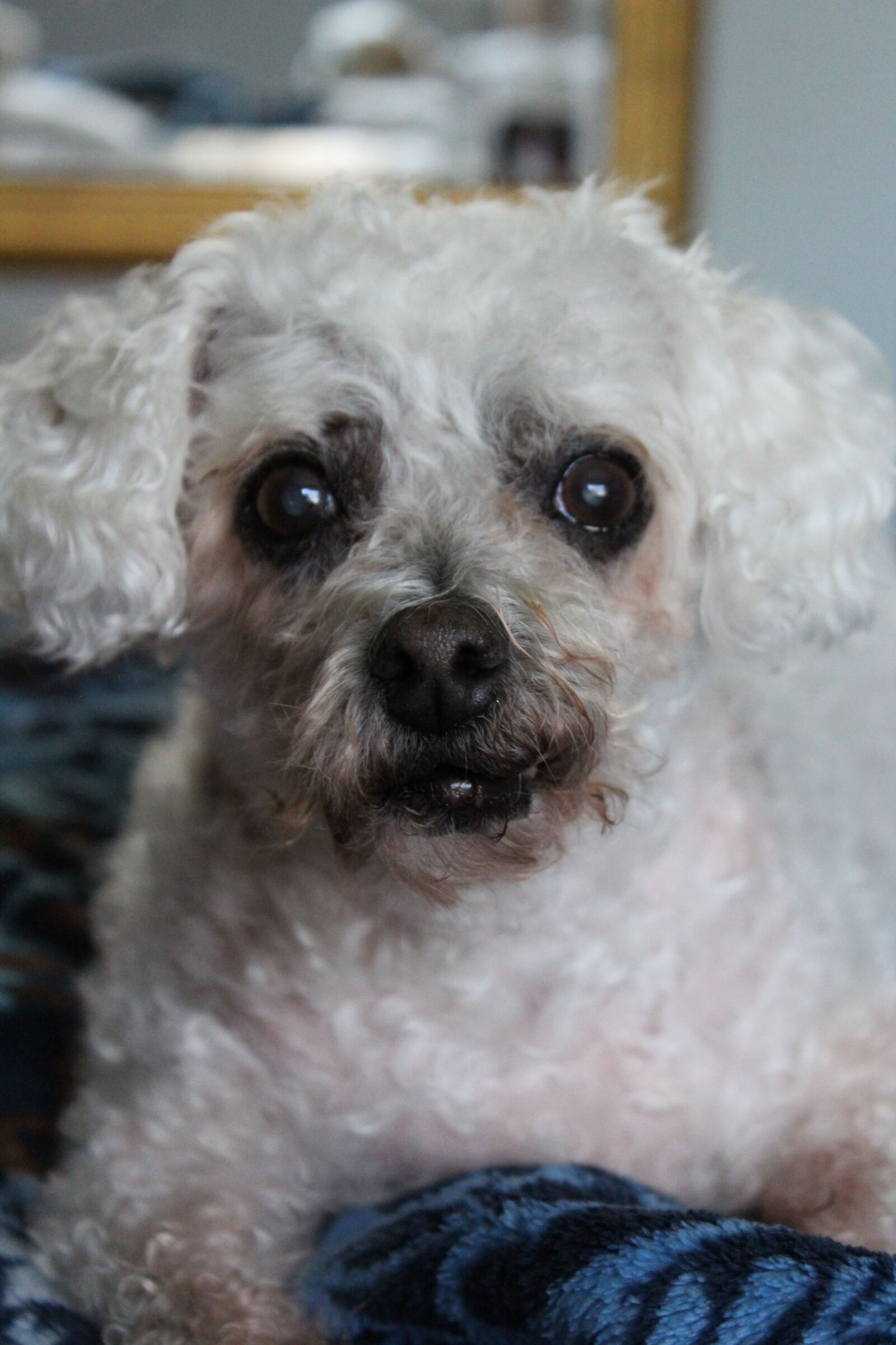 Canon EOS 1300D (EOS Rebel T6 / EOS Kiss X80) sample photo. Dog, white dog, fluffy photography