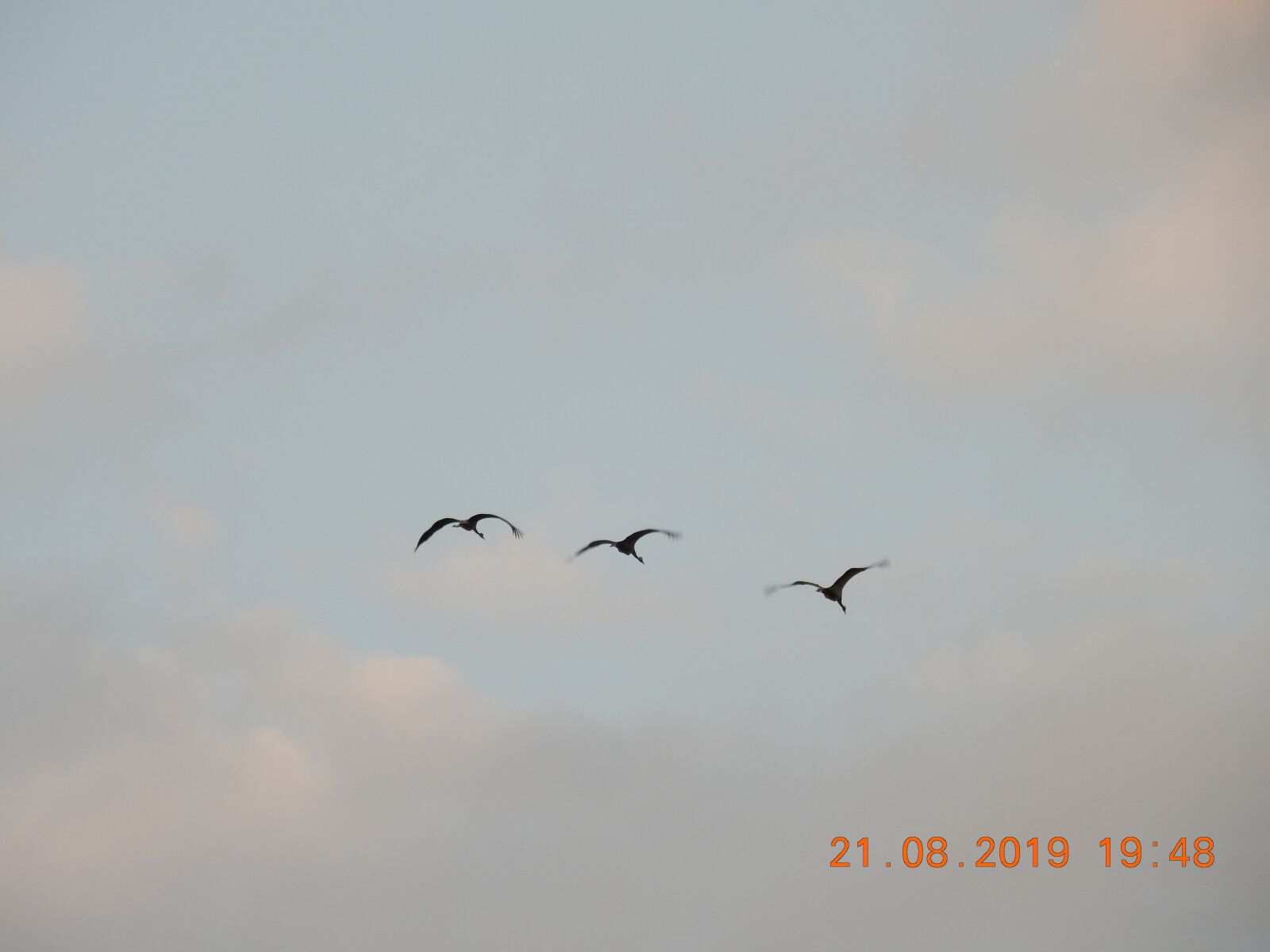 Nikon Coolpix S9900 sample photo. Birds, sky, bird photography