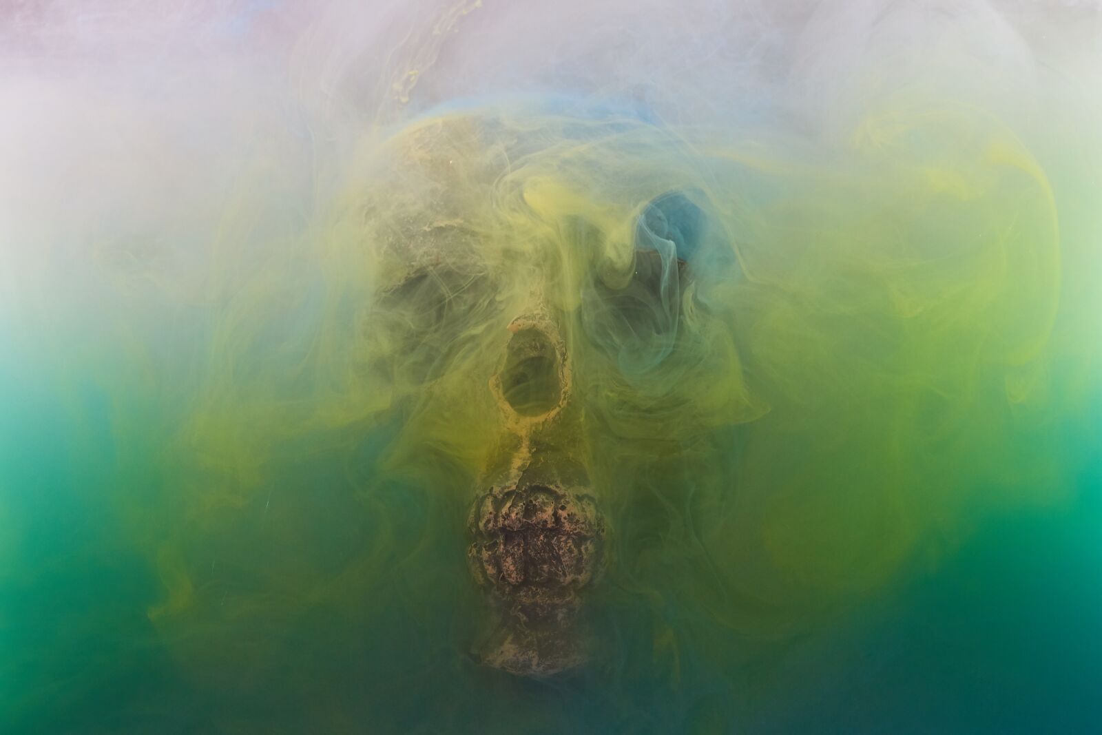 Sigma 85mm F1.4 DG HSM Art sample photo. Skull, dry head, skeleton photography