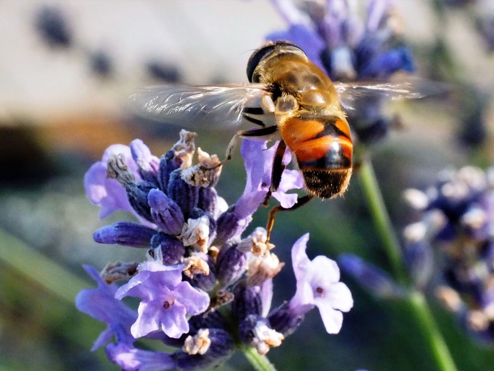 Olympus OM-D E-M1 + Olympus M.Zuiko Digital ED 12-40mm F2.8 Pro sample photo. Bee, insect, nature photography