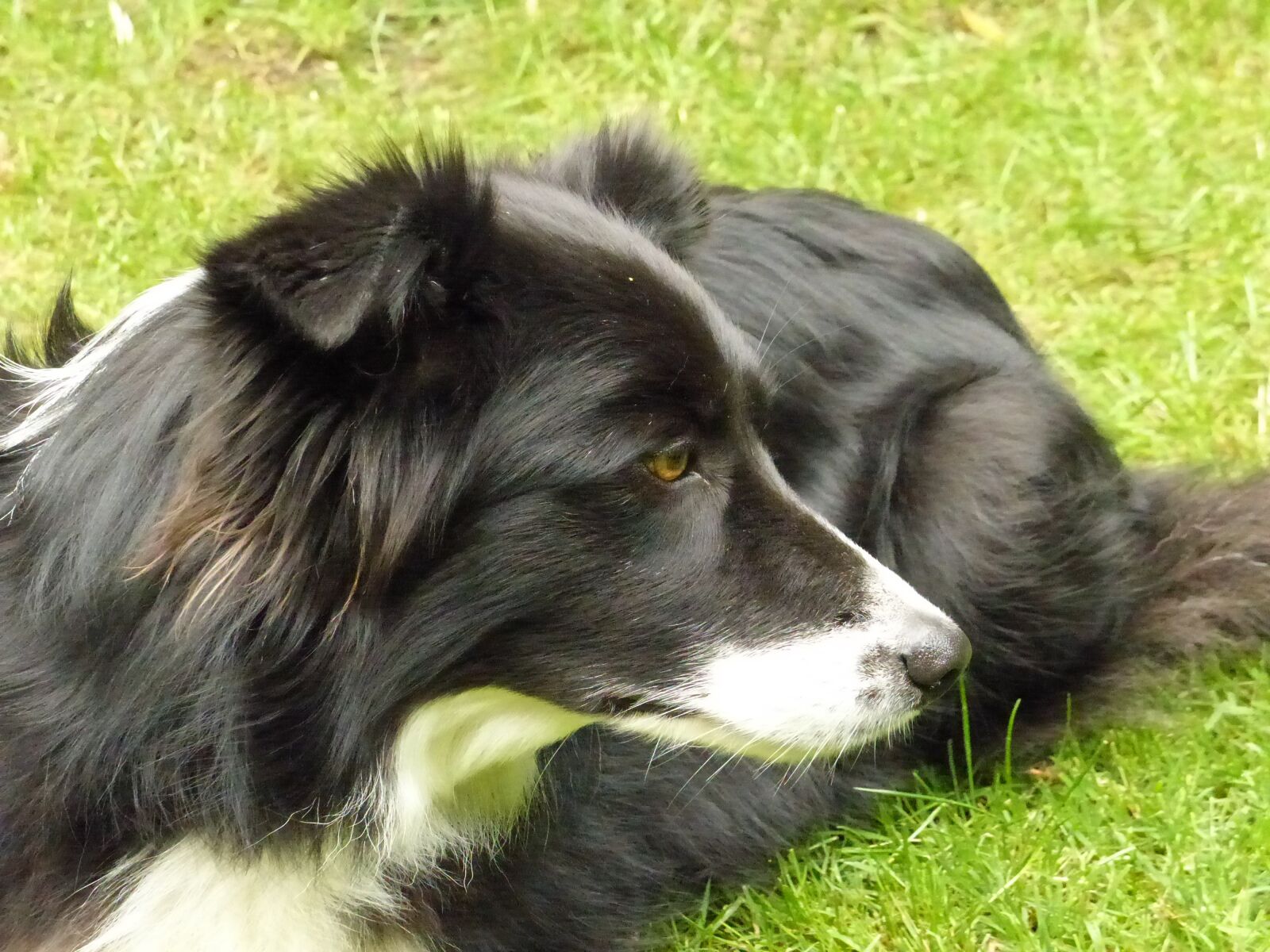 Panasonic Lumix DMC-FZ200 sample photo. Border collie, dog, british photography