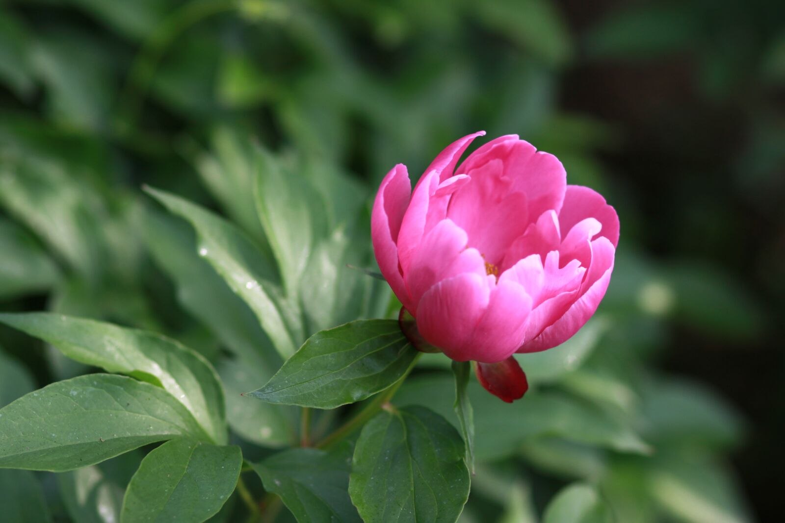 Canon EOS 500D (EOS Rebel T1i / EOS Kiss X3) sample photo. Noel online gift shop photography