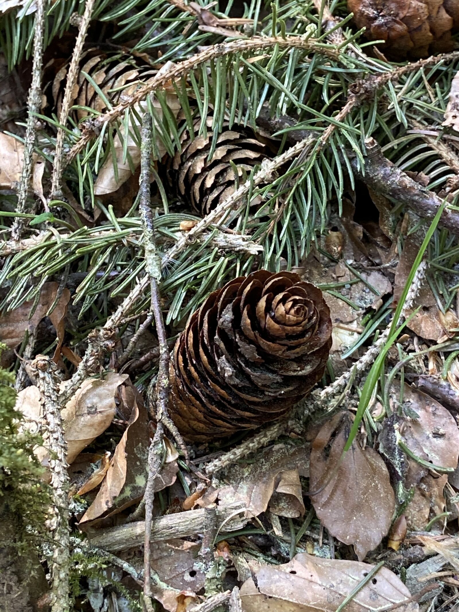 Apple iPhone 11 sample photo. Forest, pine cones, nature photography