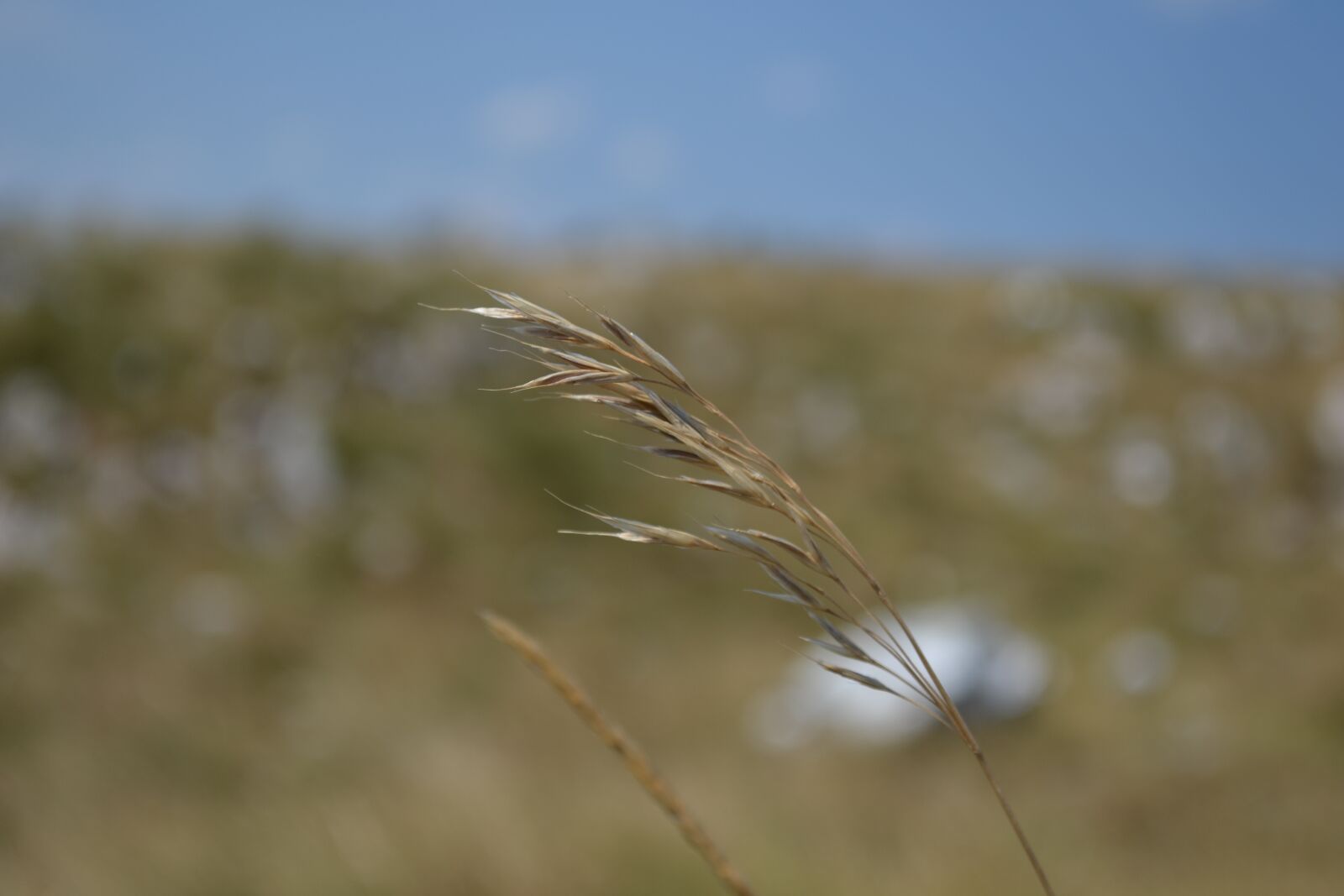 Nikon D3100 sample photo. Nature, blade of grass photography