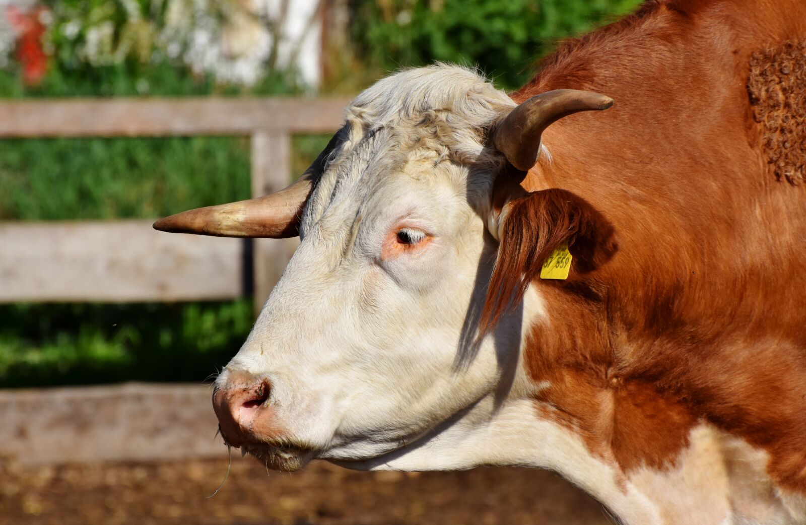 Nikon D7200 sample photo. Cow, kuhschnauze, foot photography