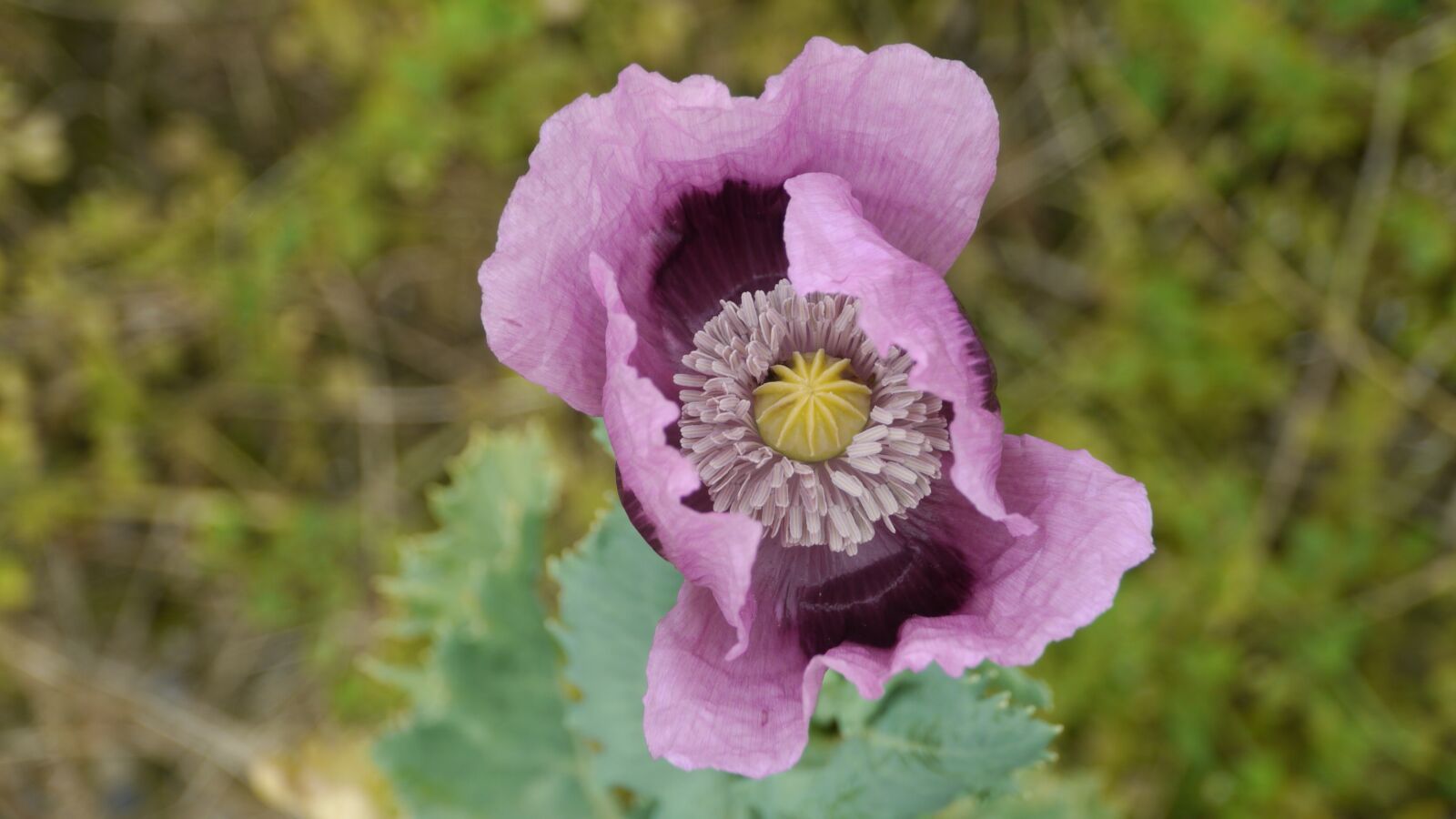 Panasonic Lumix DMC-GH1 sample photo. Poppy flower, garden, wild photography