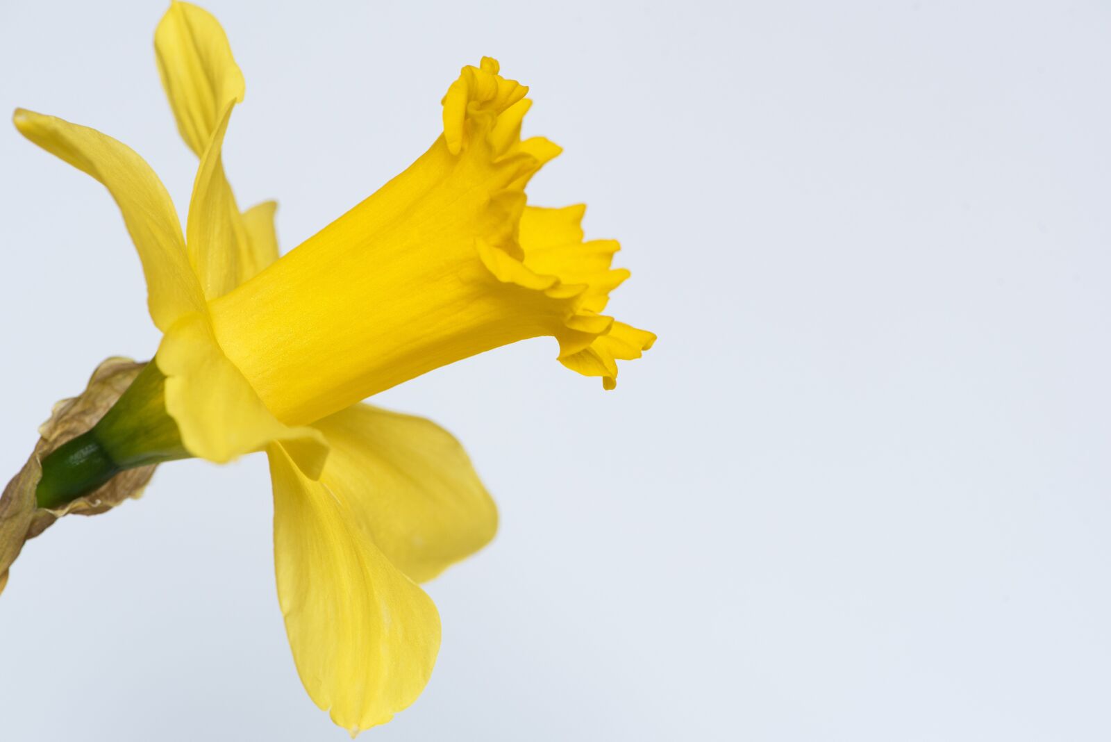 Nikon D750 sample photo. Narcissus, flower, yellow flower photography