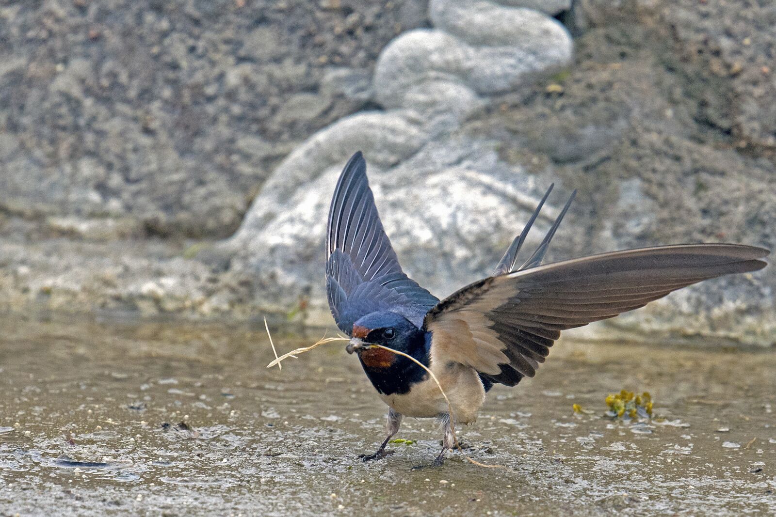 Nikon D500 sample photo. Barn swallow, schwalbe, songbird photography