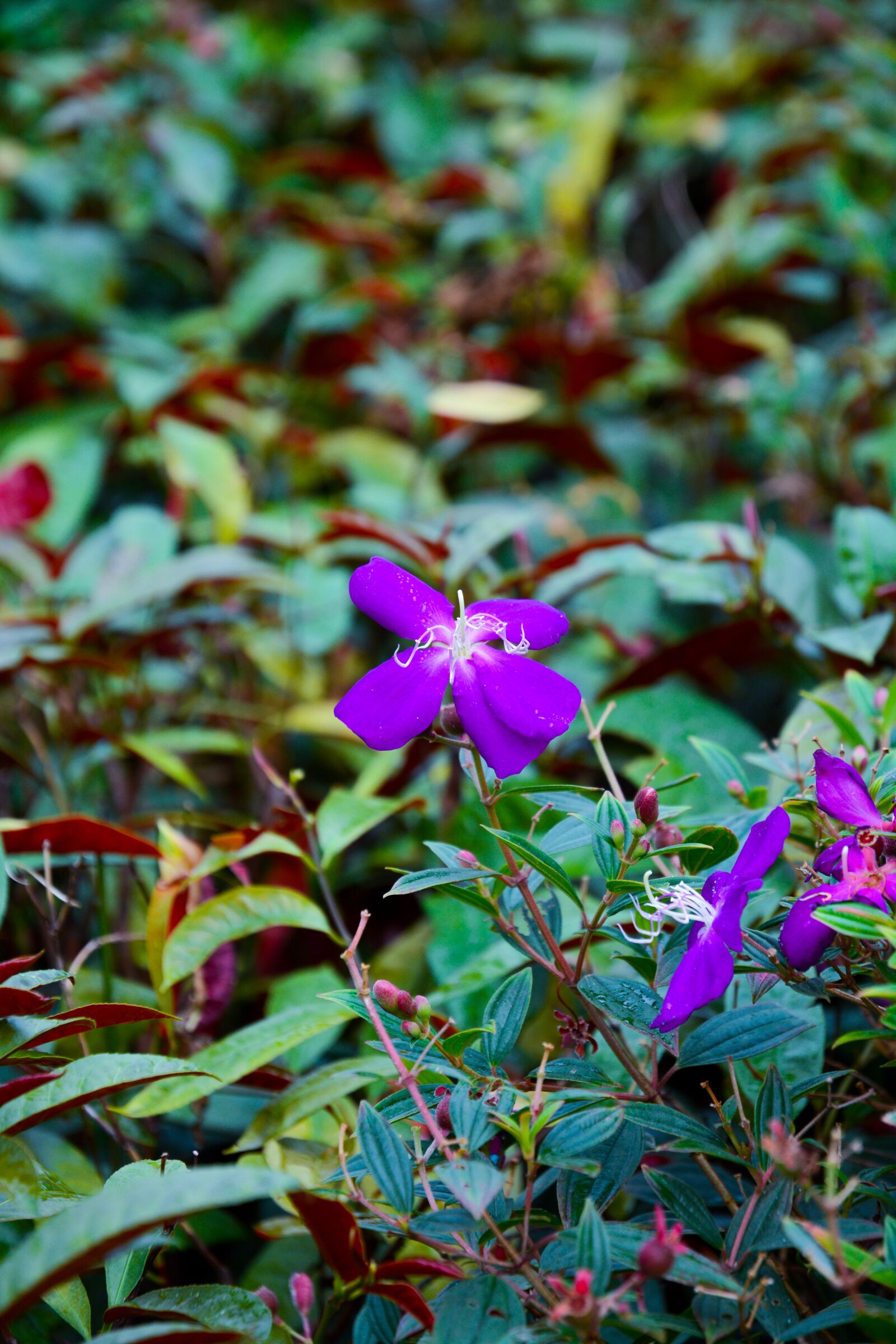 Nikon D7100 sample photo. Flower, spring, summer photography