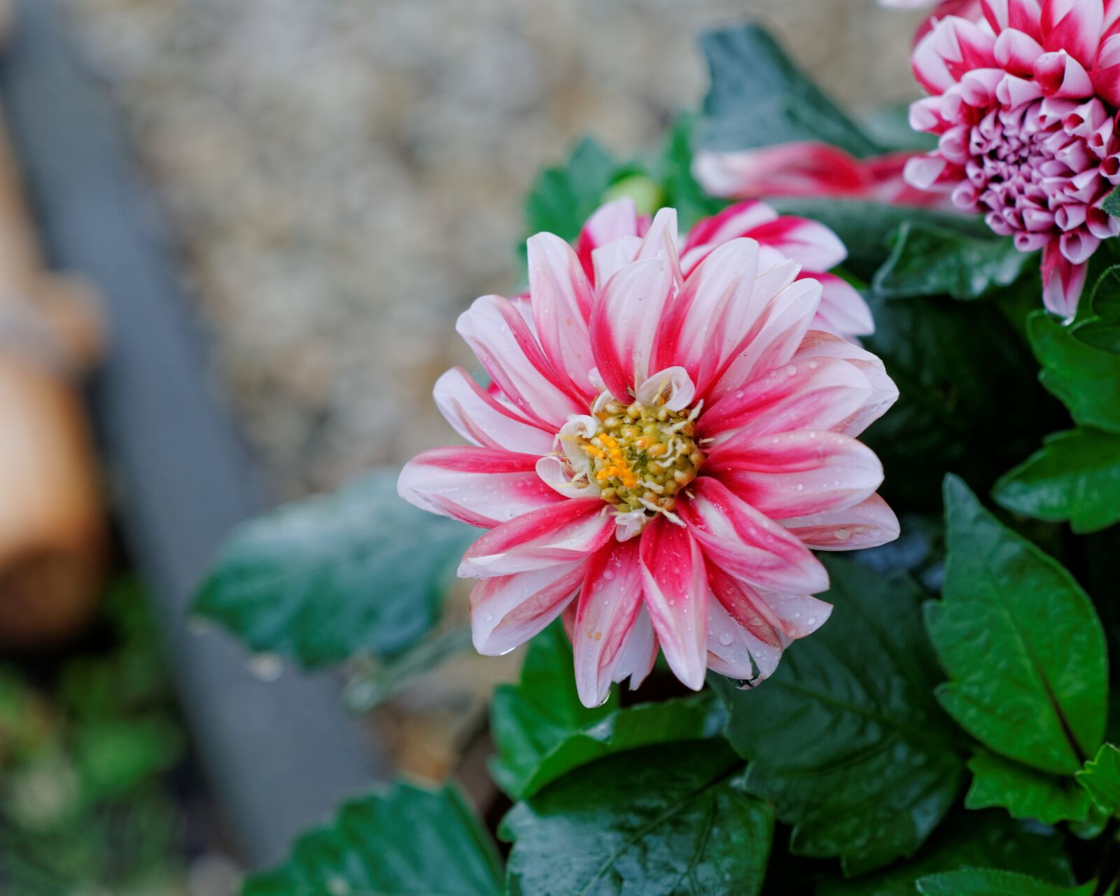 Nikon D300S sample photo. Flower, plant, color photography