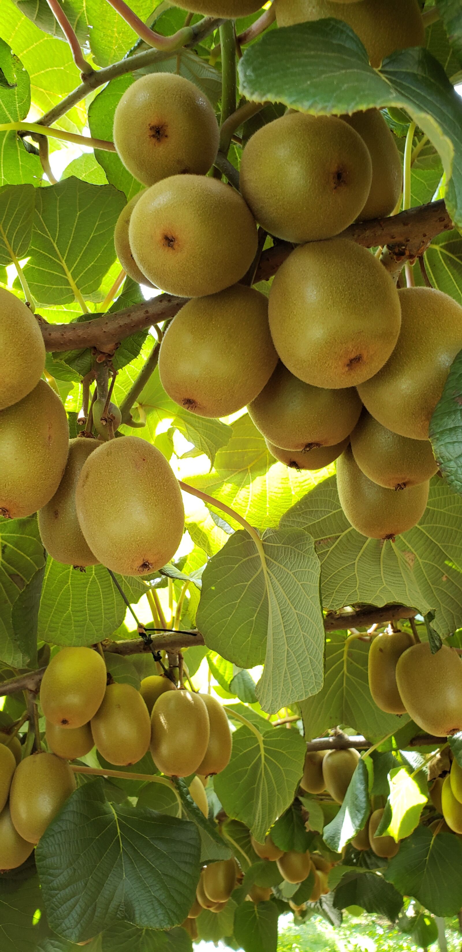 Samsung Galaxy S9+ sample photo. Kiwi, green, fruit photography
