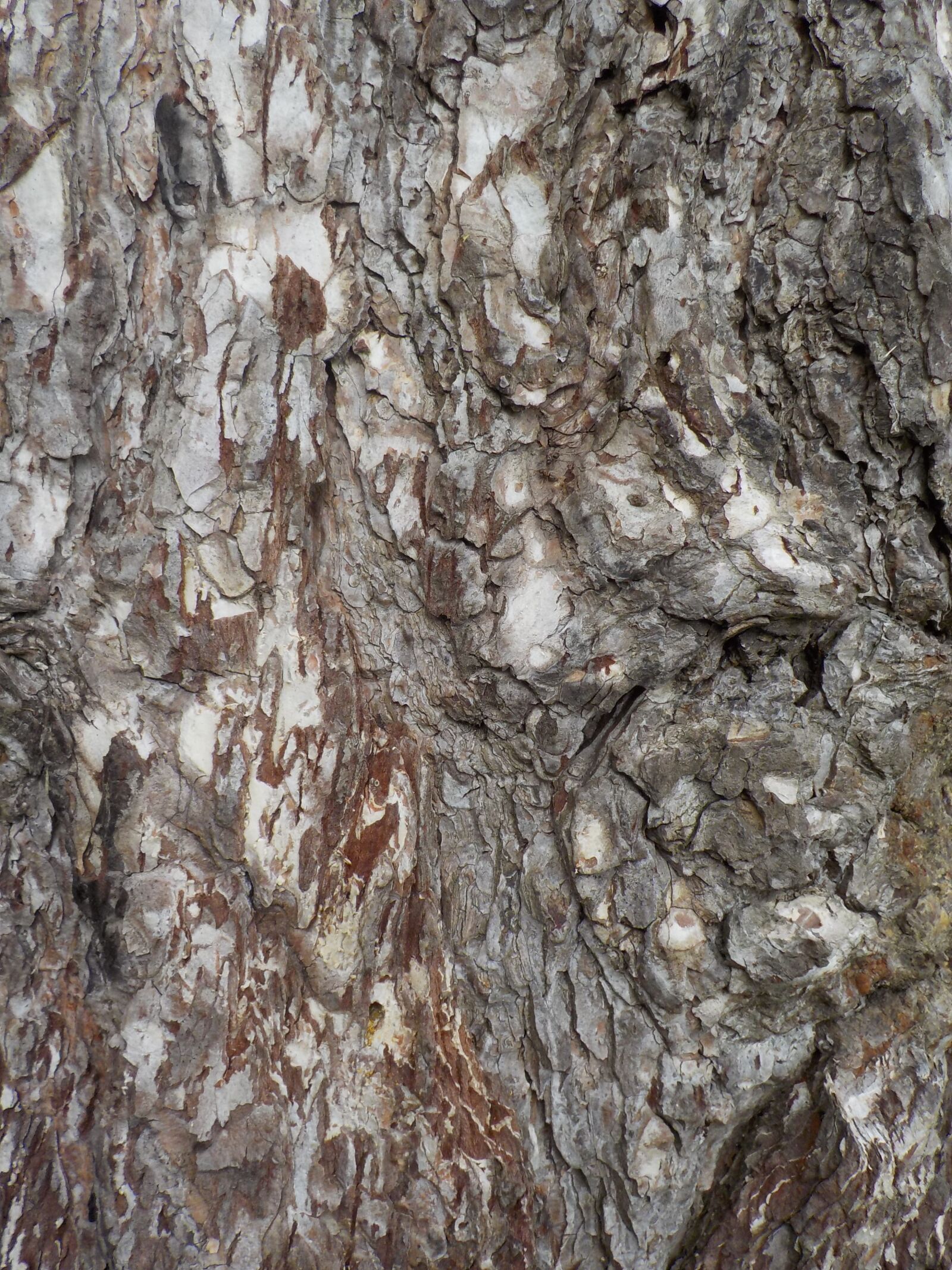 Nikon Coolpix S02 sample photo. Tree, nature, bark photography
