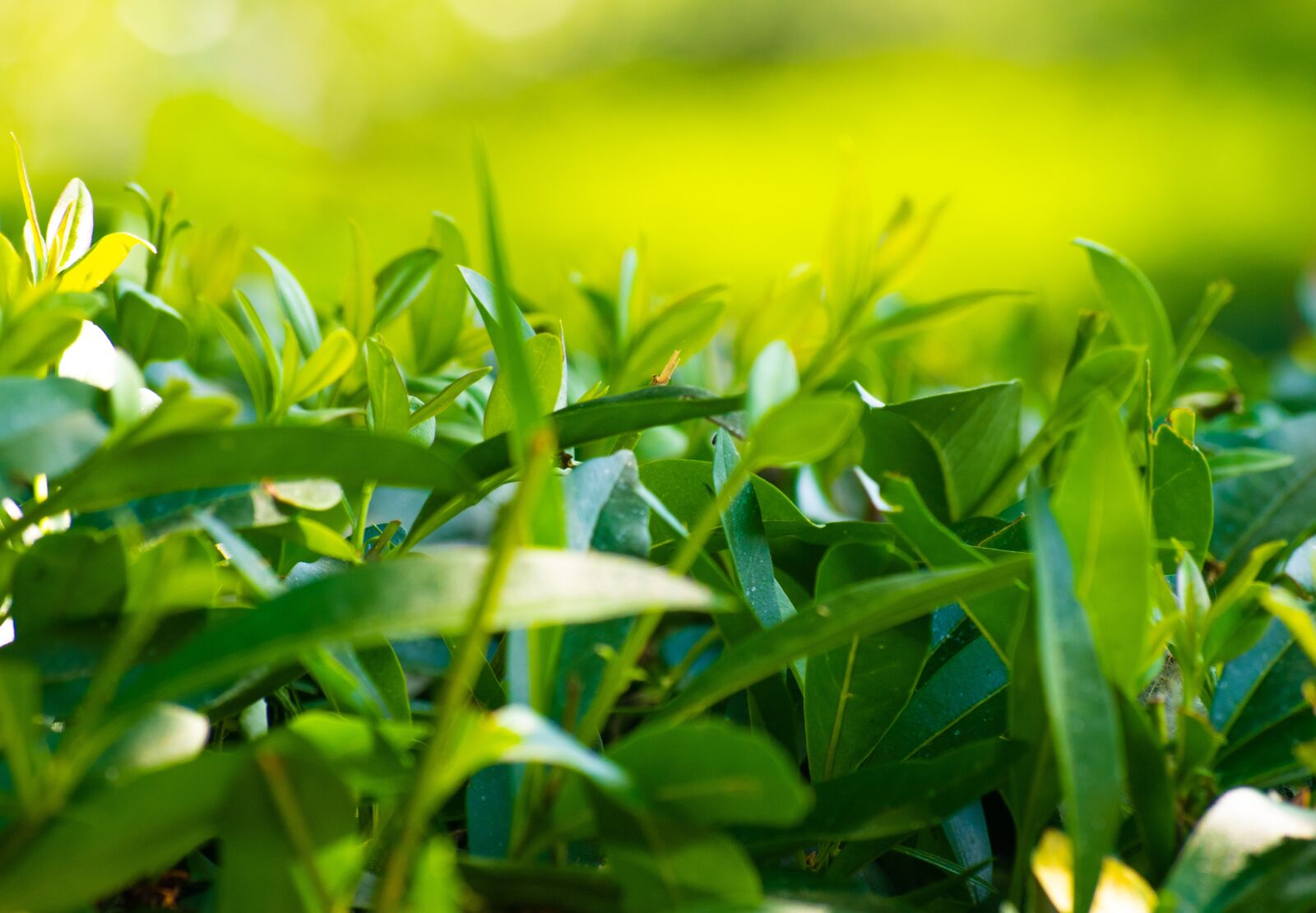 Nikon D5500 sample photo. Green, leaves, background photography