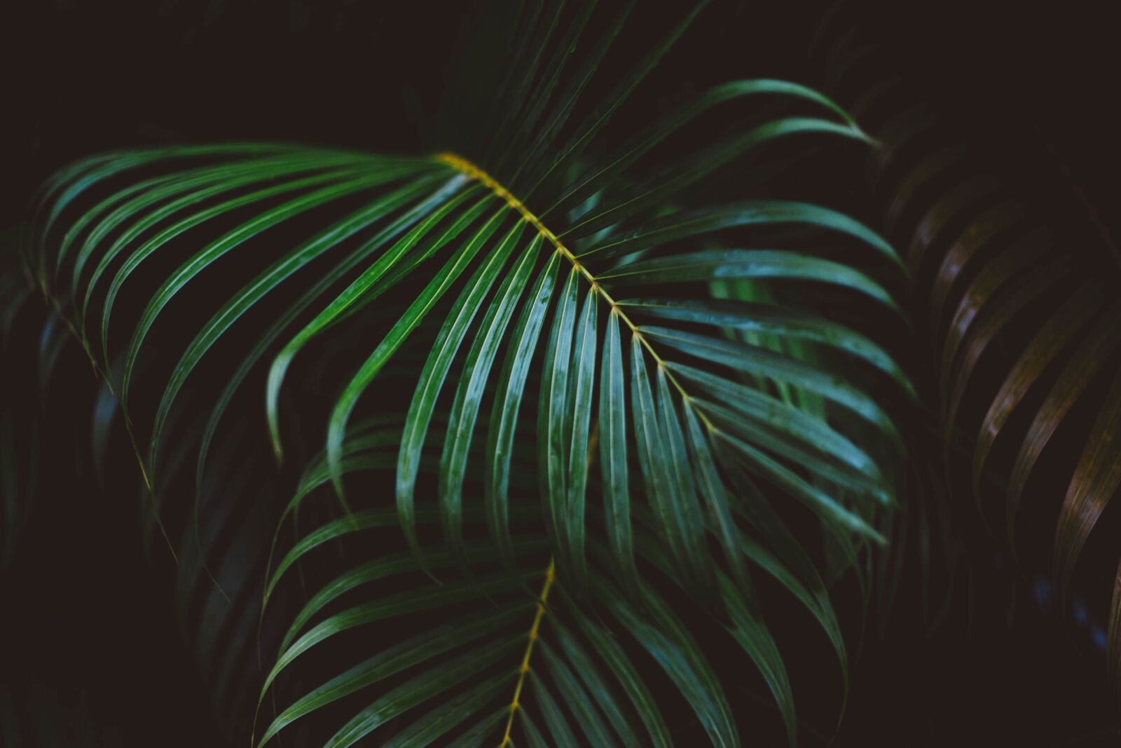 Canon EF 50mm F1.4 USM sample photo. Frond, green, leaves photography