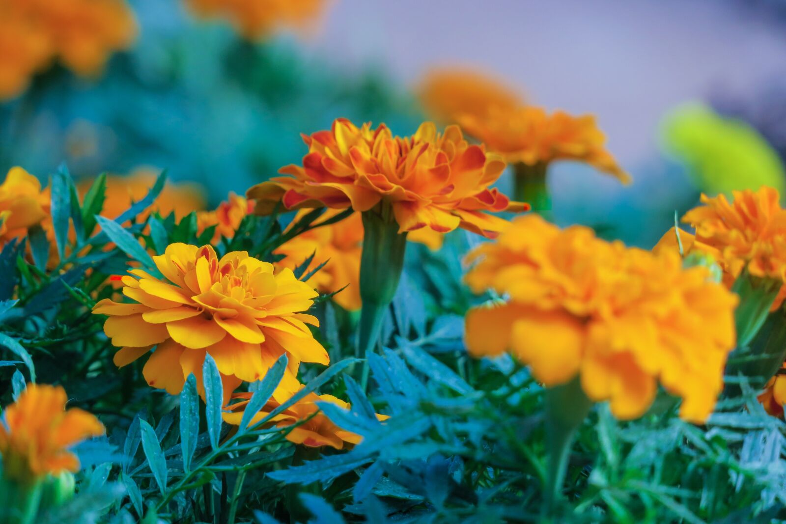 Canon PowerShot G3 X sample photo. Marigold, orange, plant photography